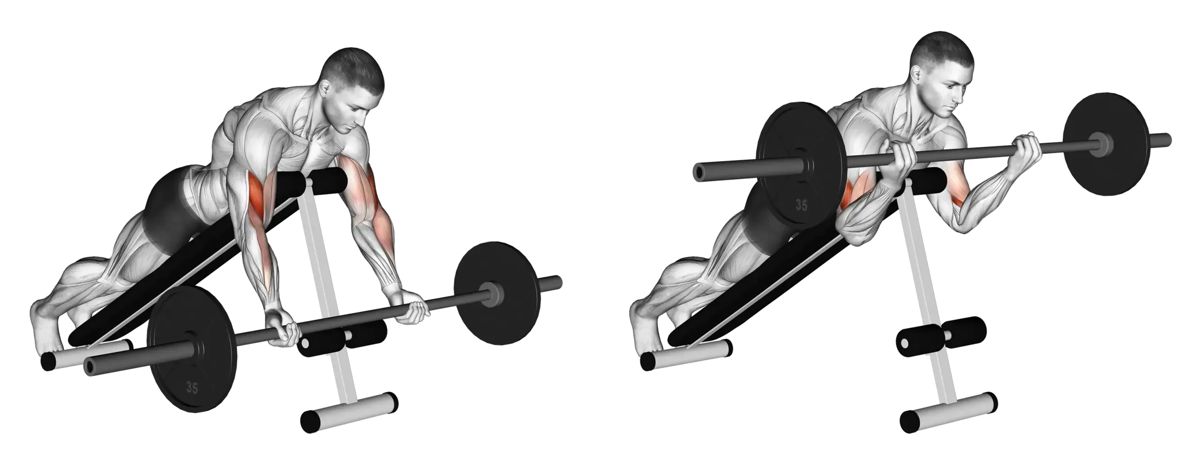 Barbell Incline Curl