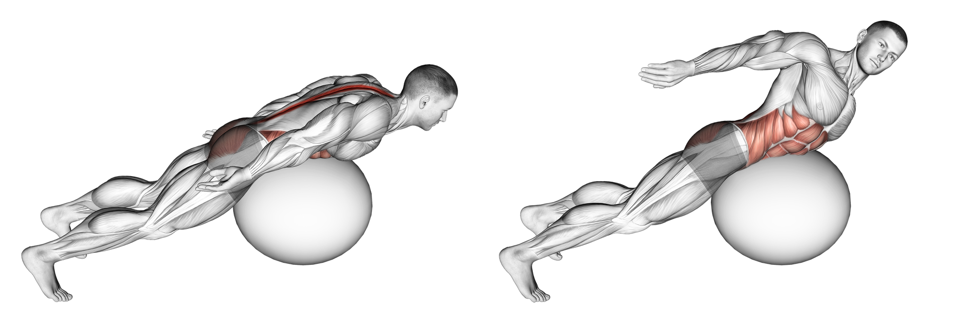 Exercise Ball Back Extension (With Rotation): Guide, Muscles Worked ...
