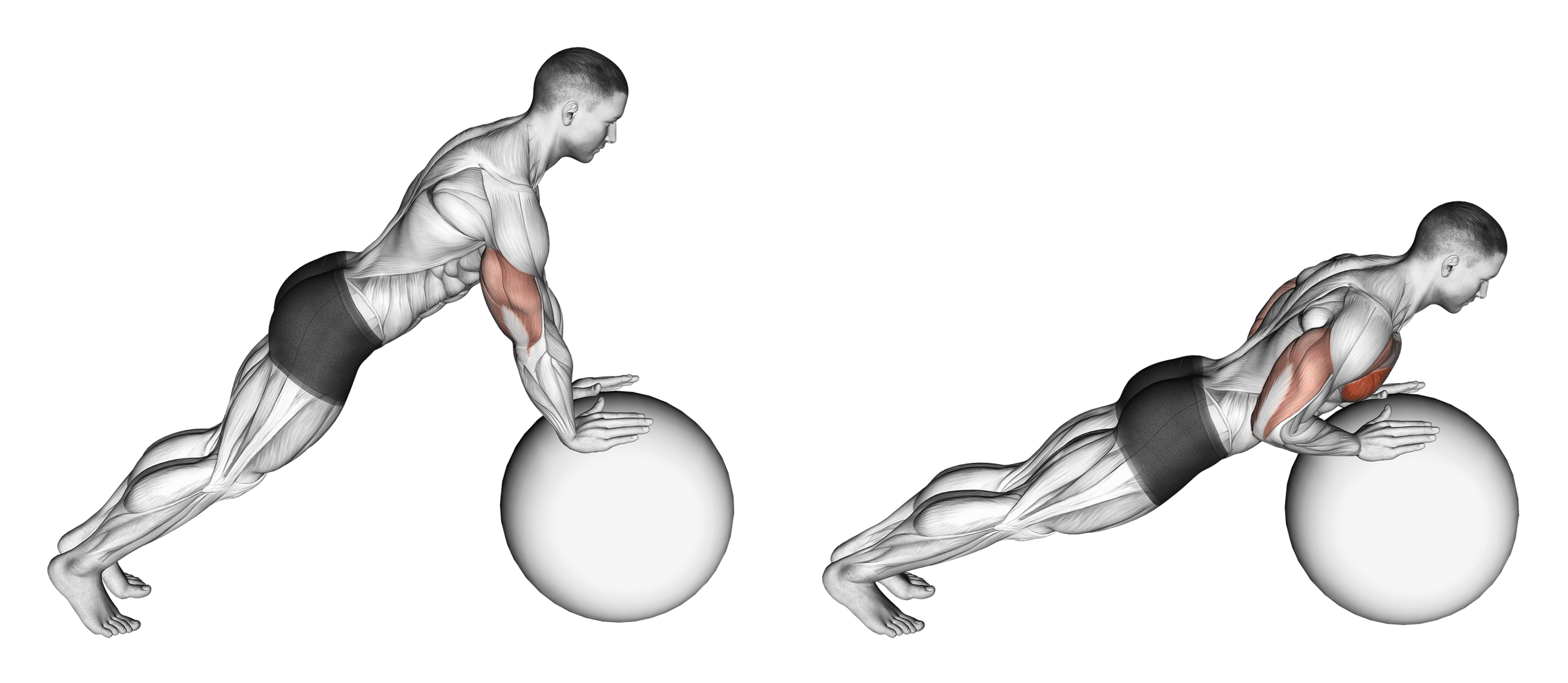 Exercise Ball Push-Up