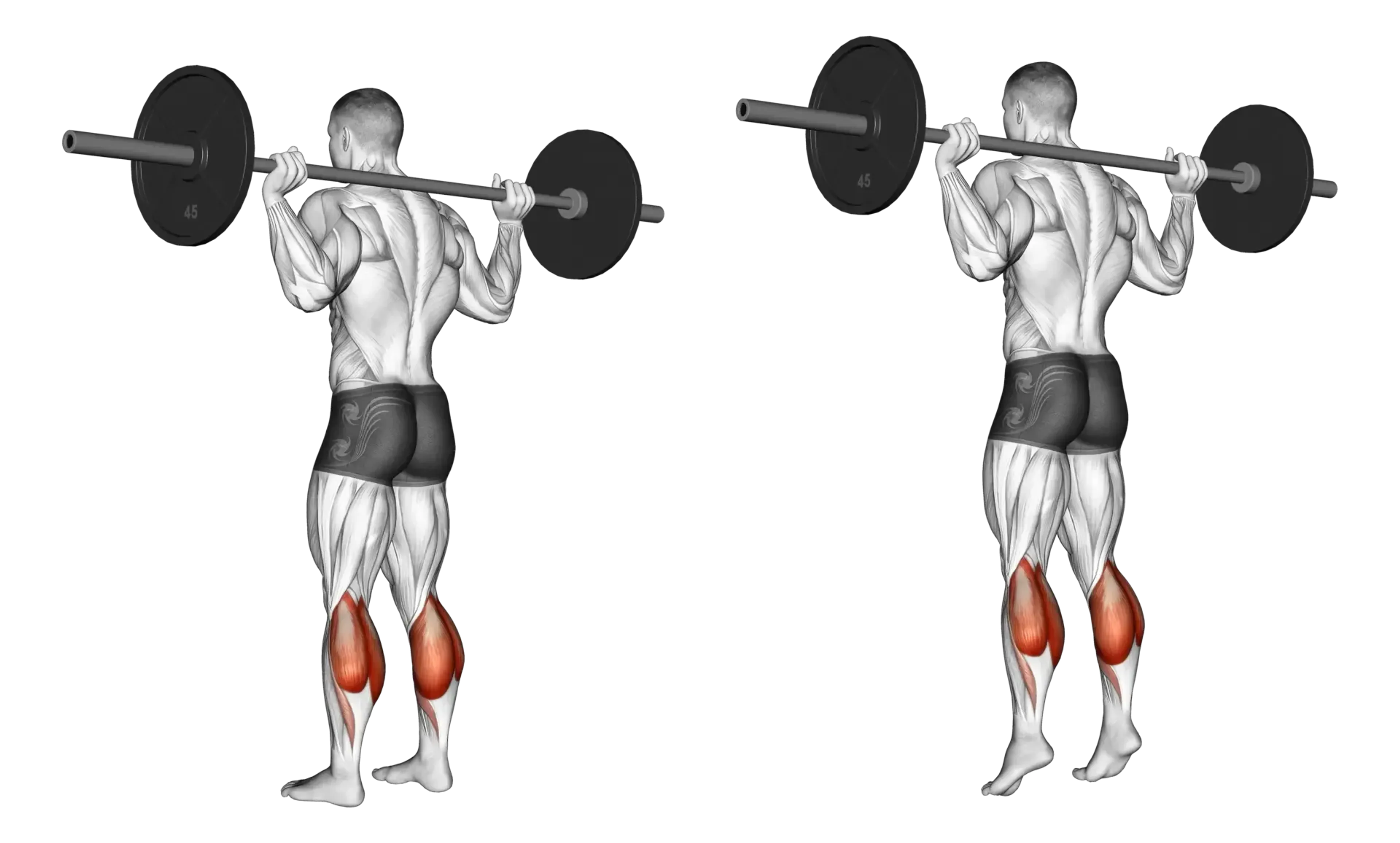 Barbell Standing Calf Raise