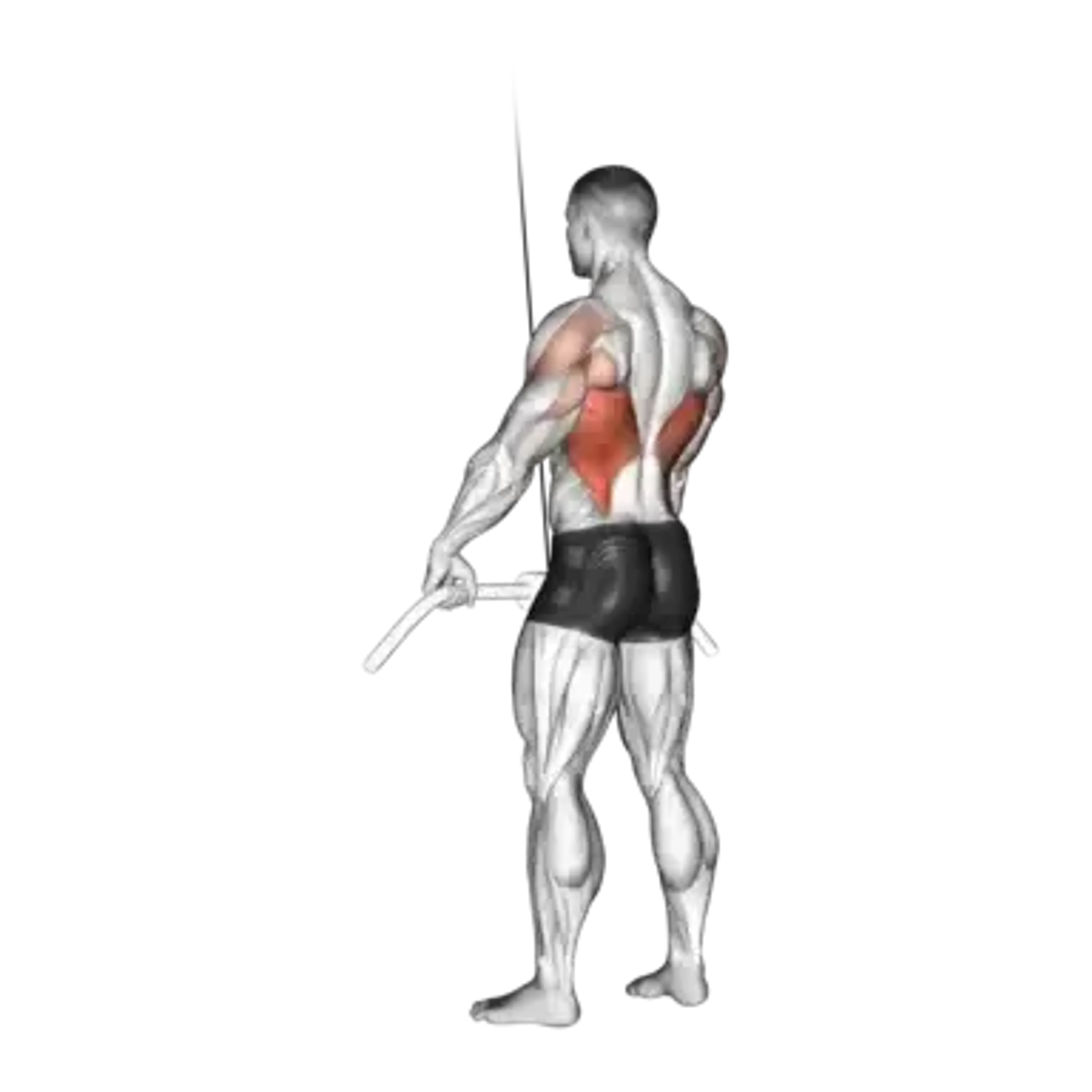 Cable Straight Arm Pulldown