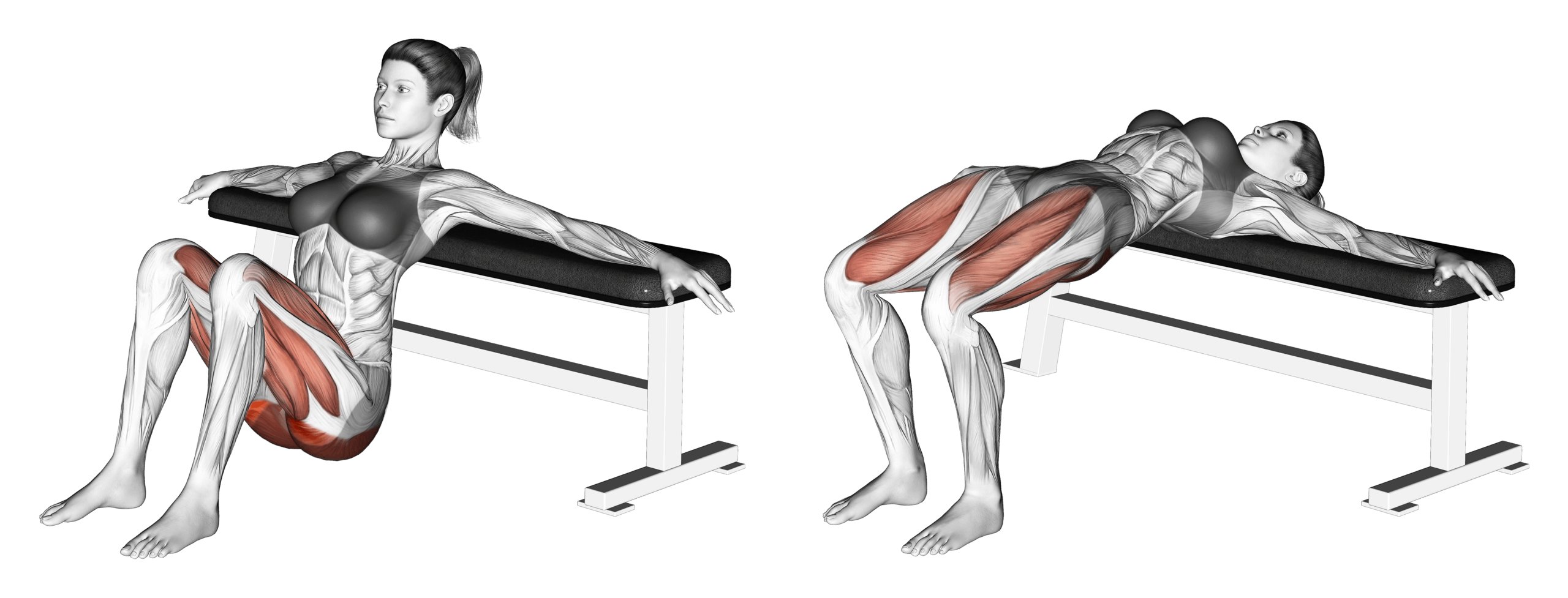 Bodyweight Hip Thrust Guide Muscles Worked Tips Athlemove Bodyweight Hip Thrust Guide Muscles Worked Tips Athlemove