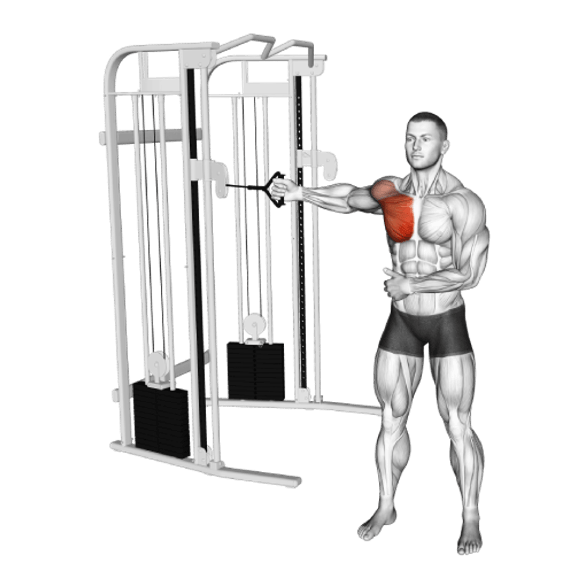 Dumbbell Fly: Guide, Muscles Worked, Tips | Athlemove