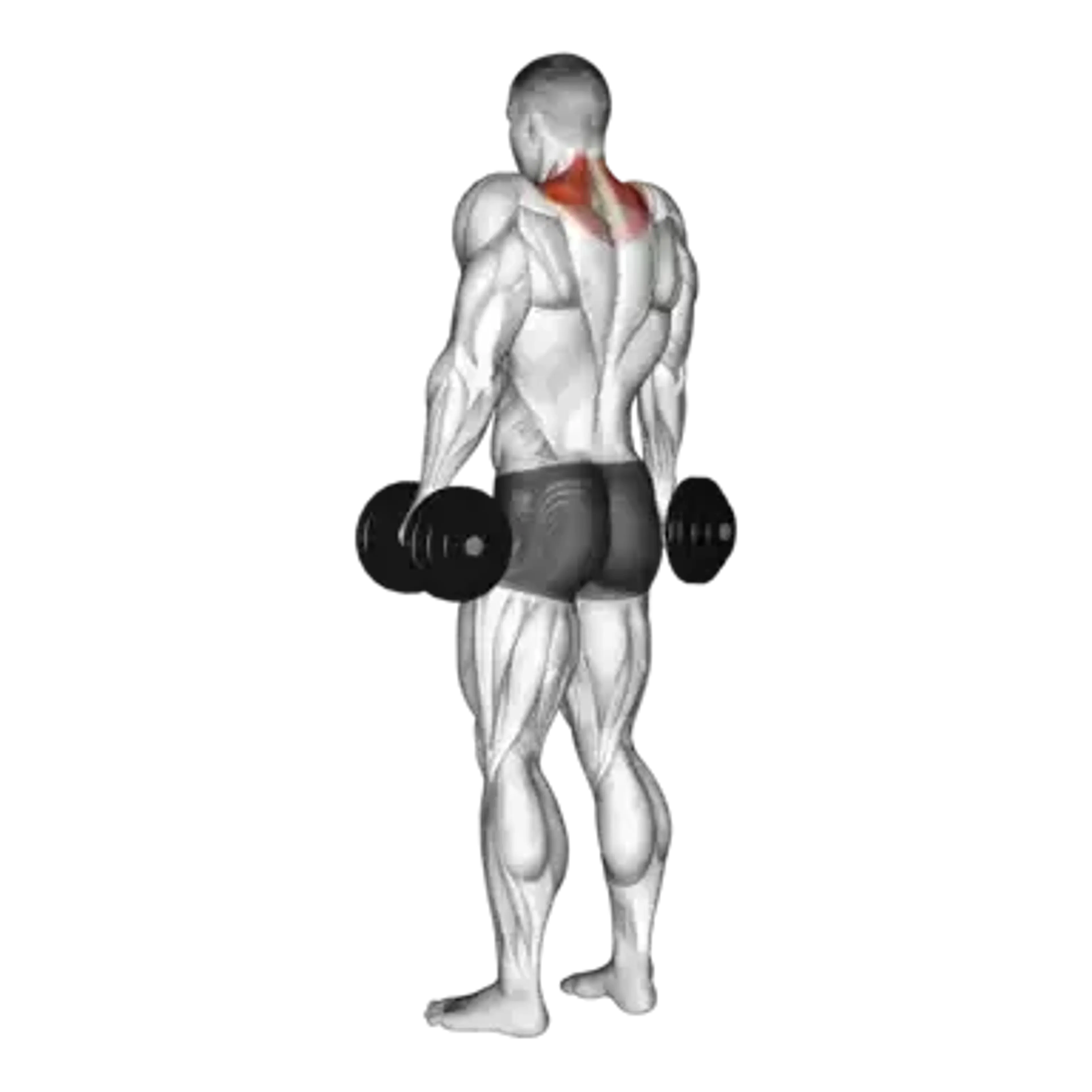 Dumbbell Shrug