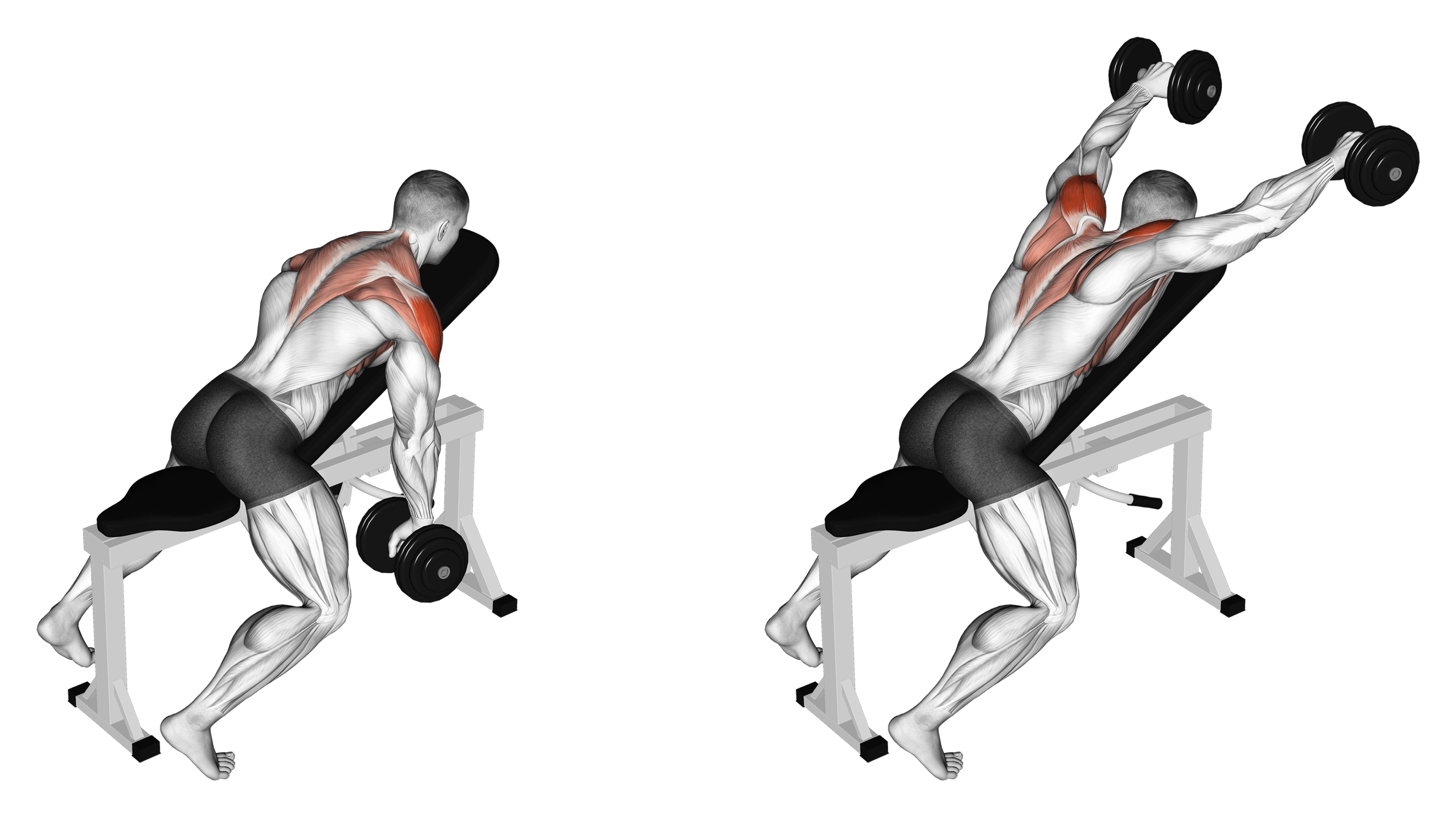 Dumbbell Incline Y-Raise