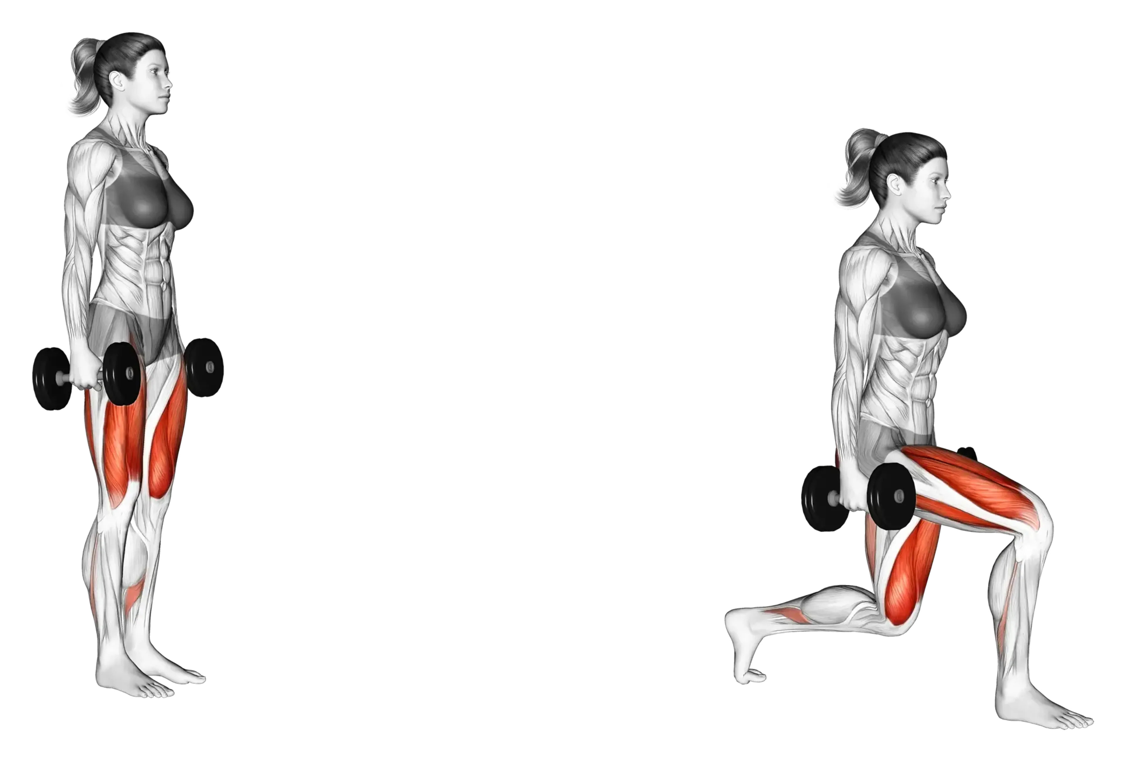 Dumbbell Lunge