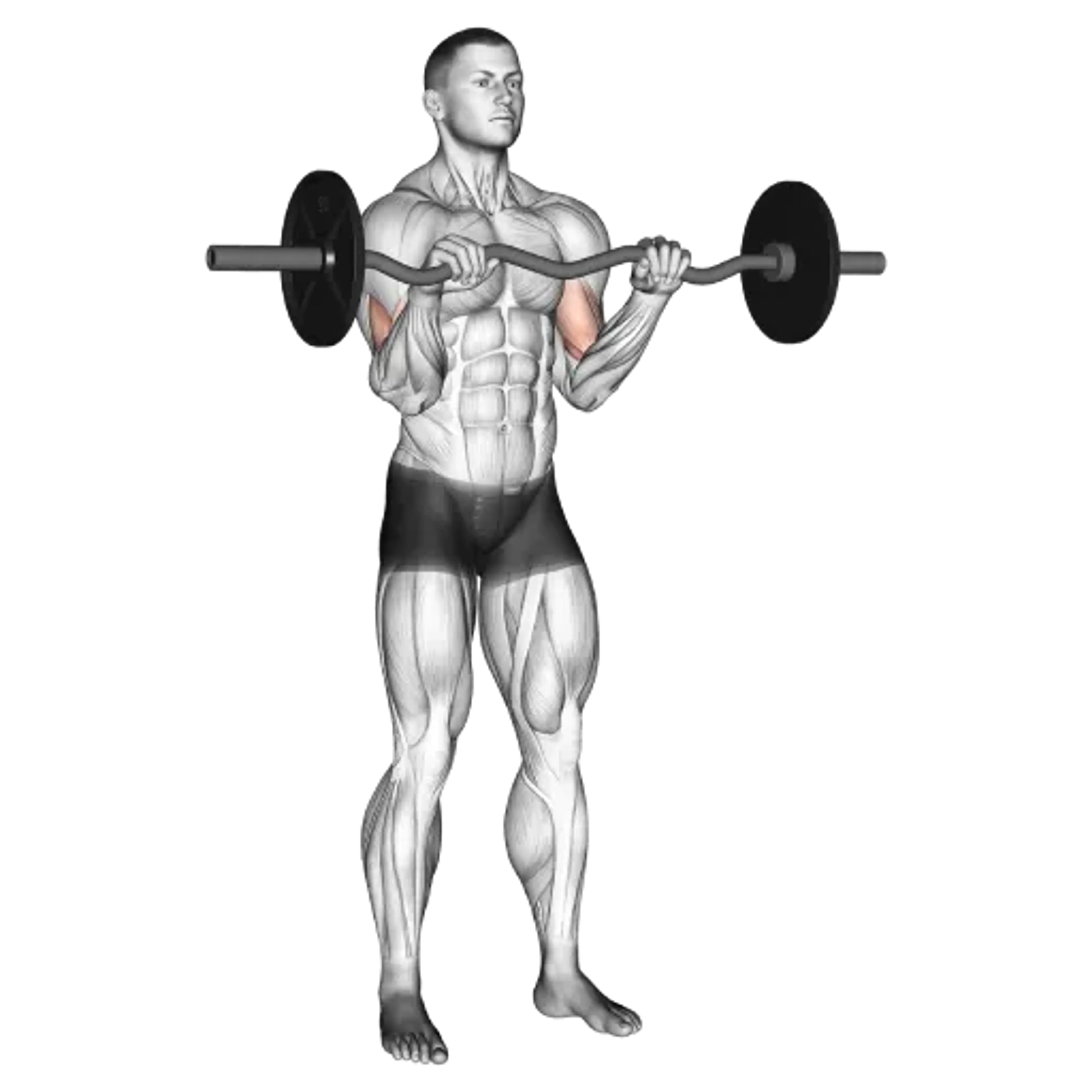 EZ Bar Curl (Reverse Grip)