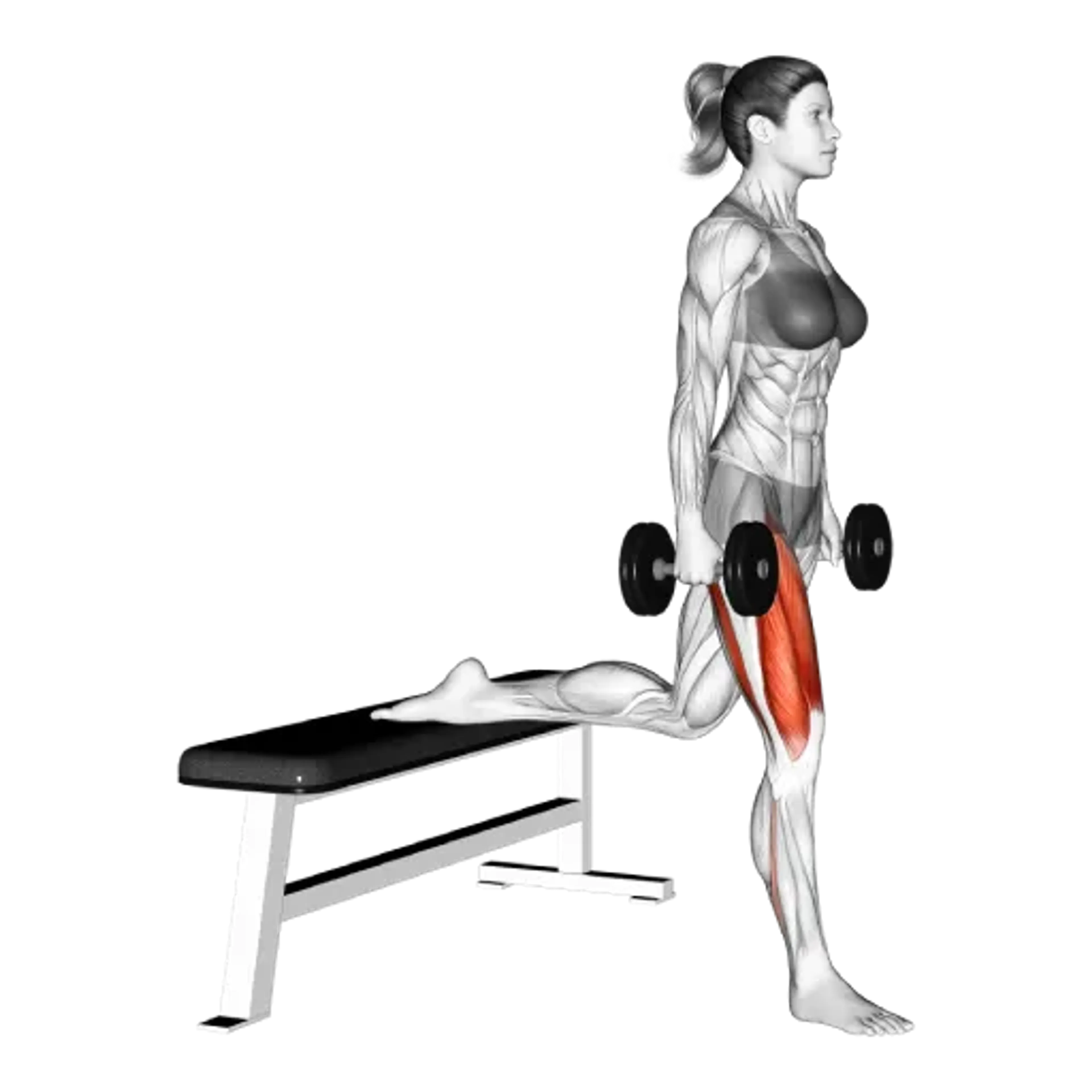 Dumbbell Bulgarian Split Squat