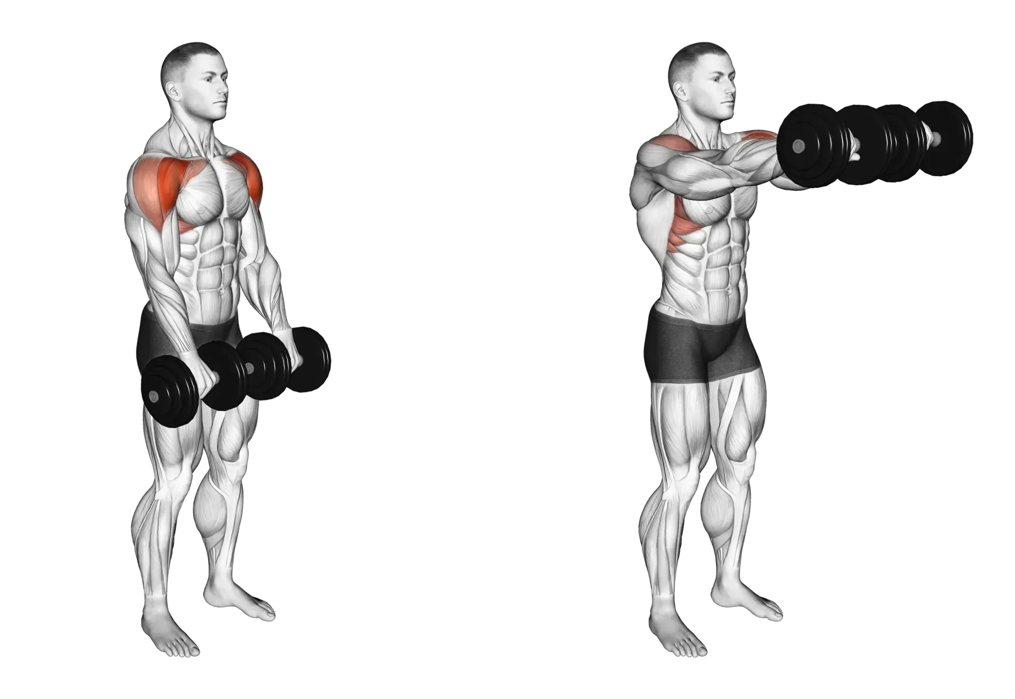 Dumbbell Front Raise Guide Muscles Worked Tips Athlemove Dumbbell Front Raise Guide Muscles Worked Tips Athlemove