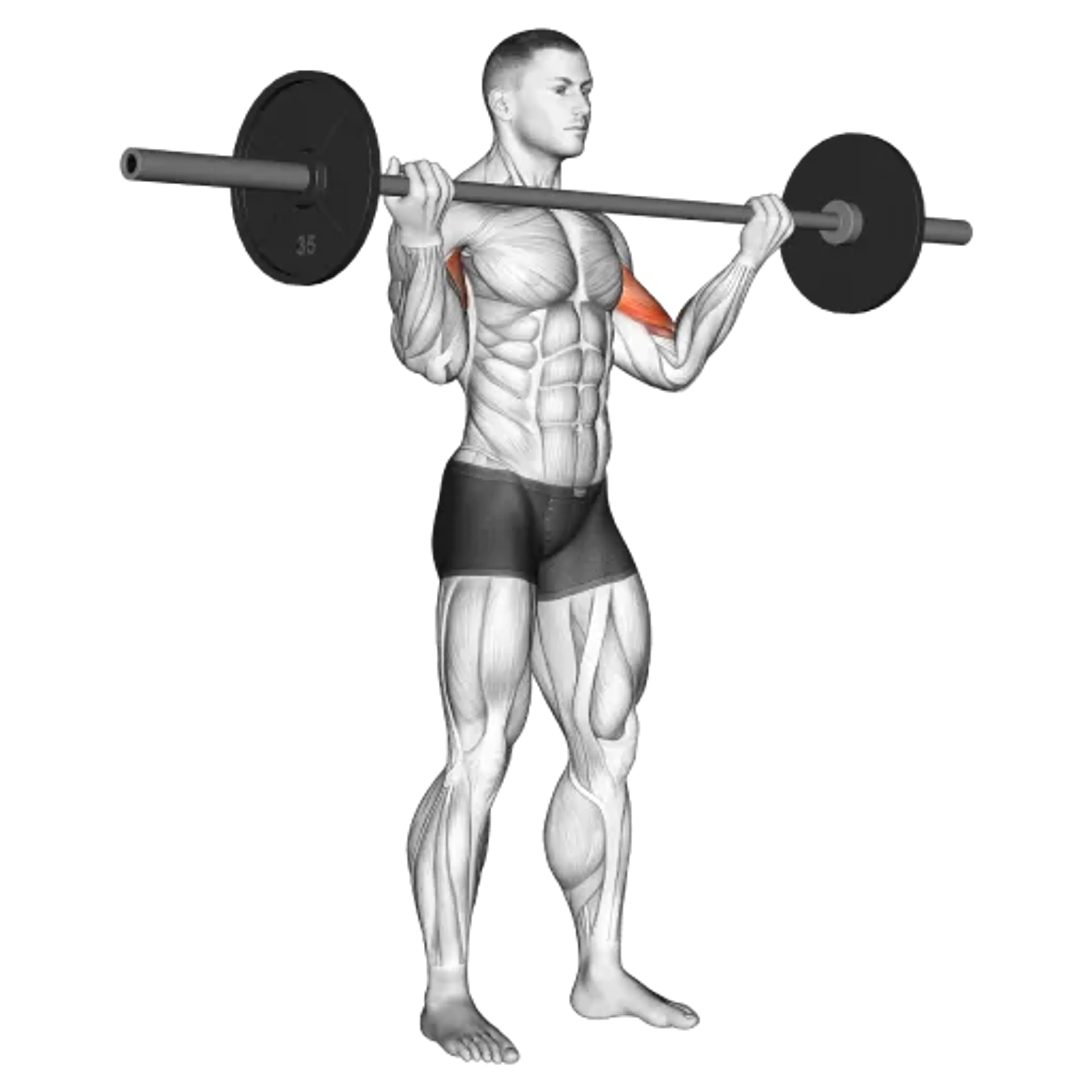 Barbell Curl (Wide Grip)