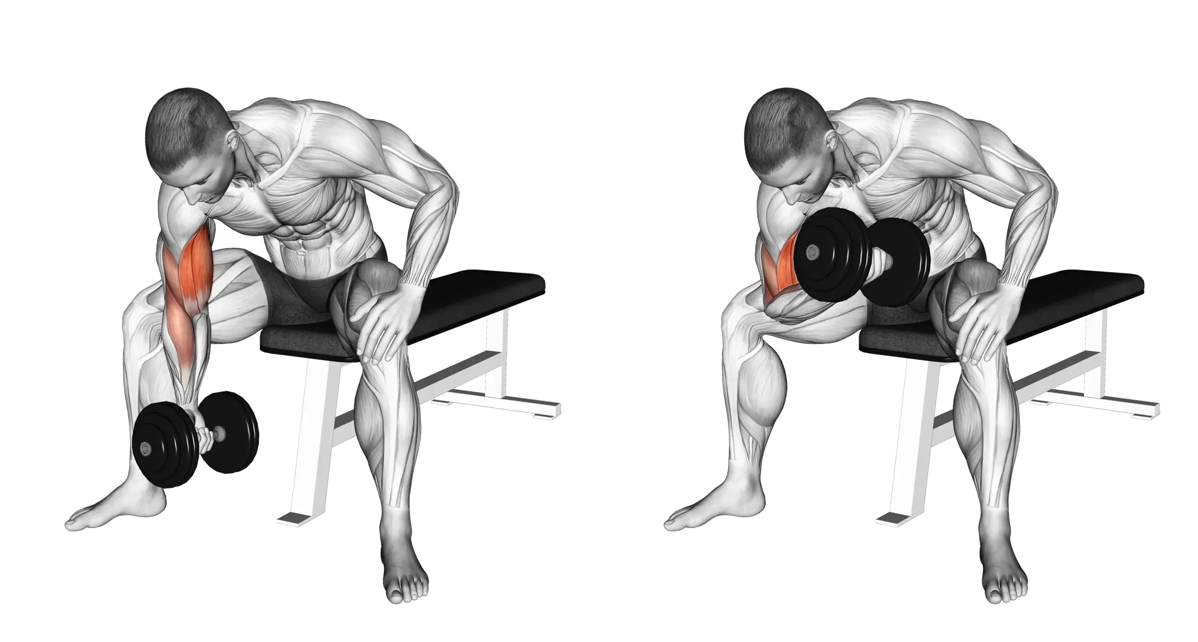 Dumbbell Concentration Curl
