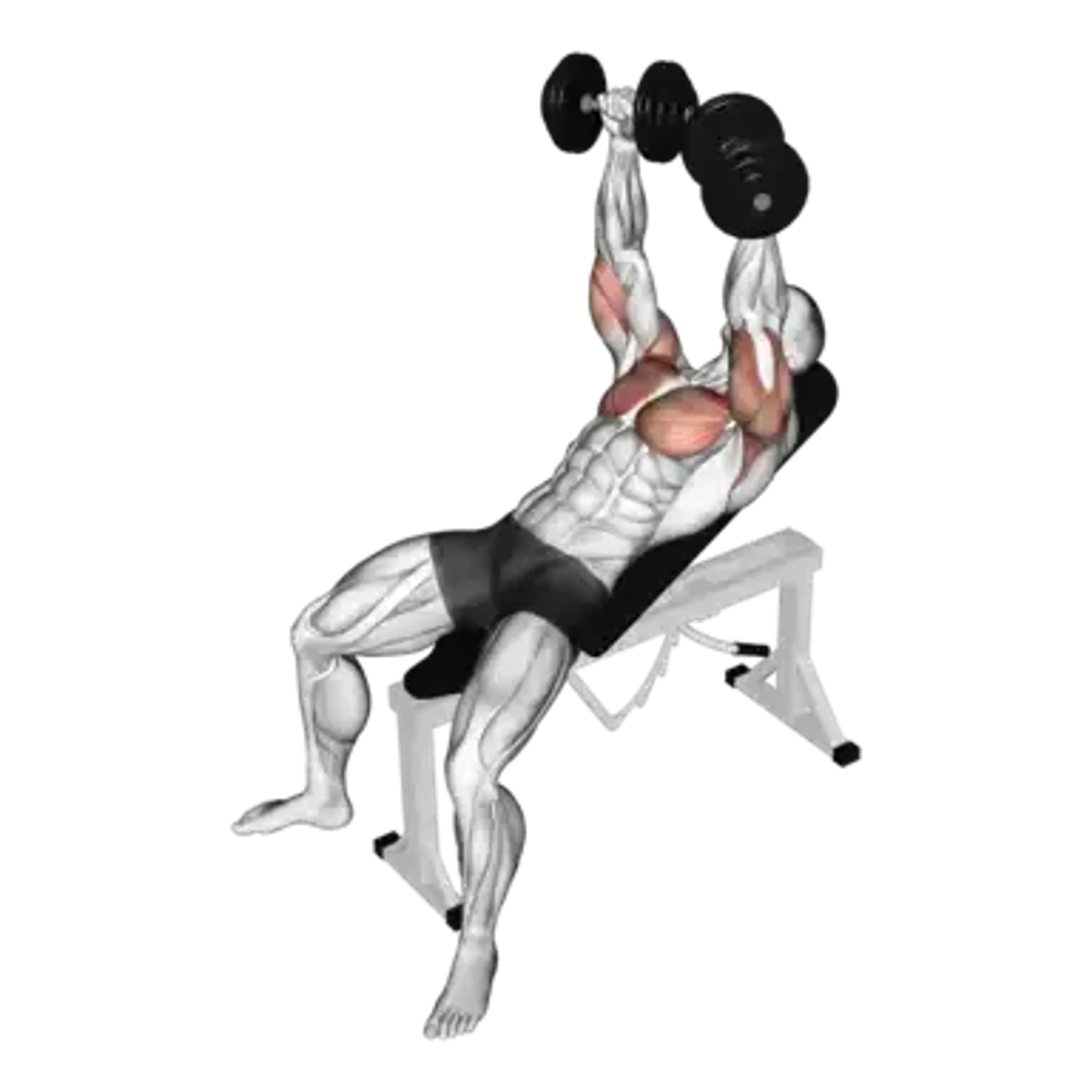 Dumbbell Incline Bench Press