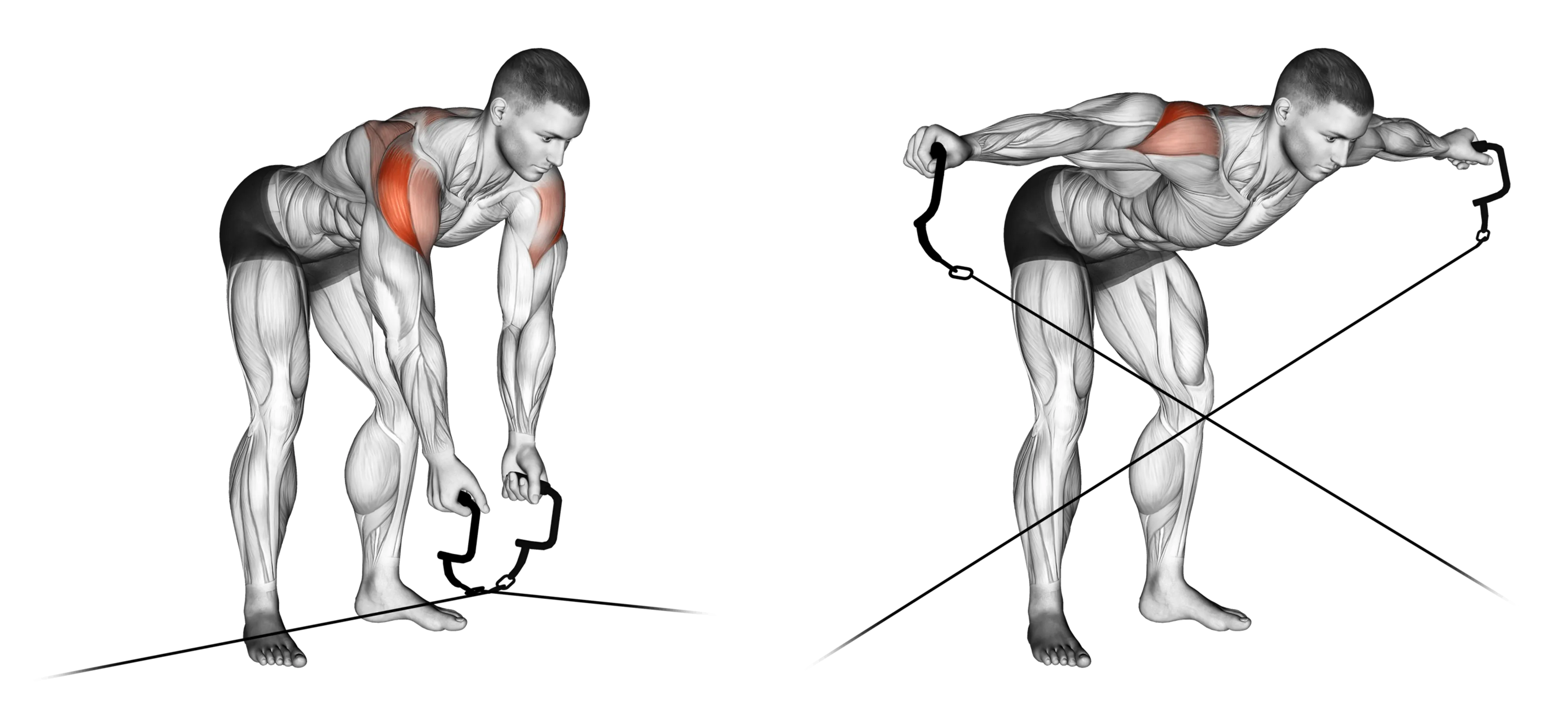 Cable Crossover Reverse Fly
