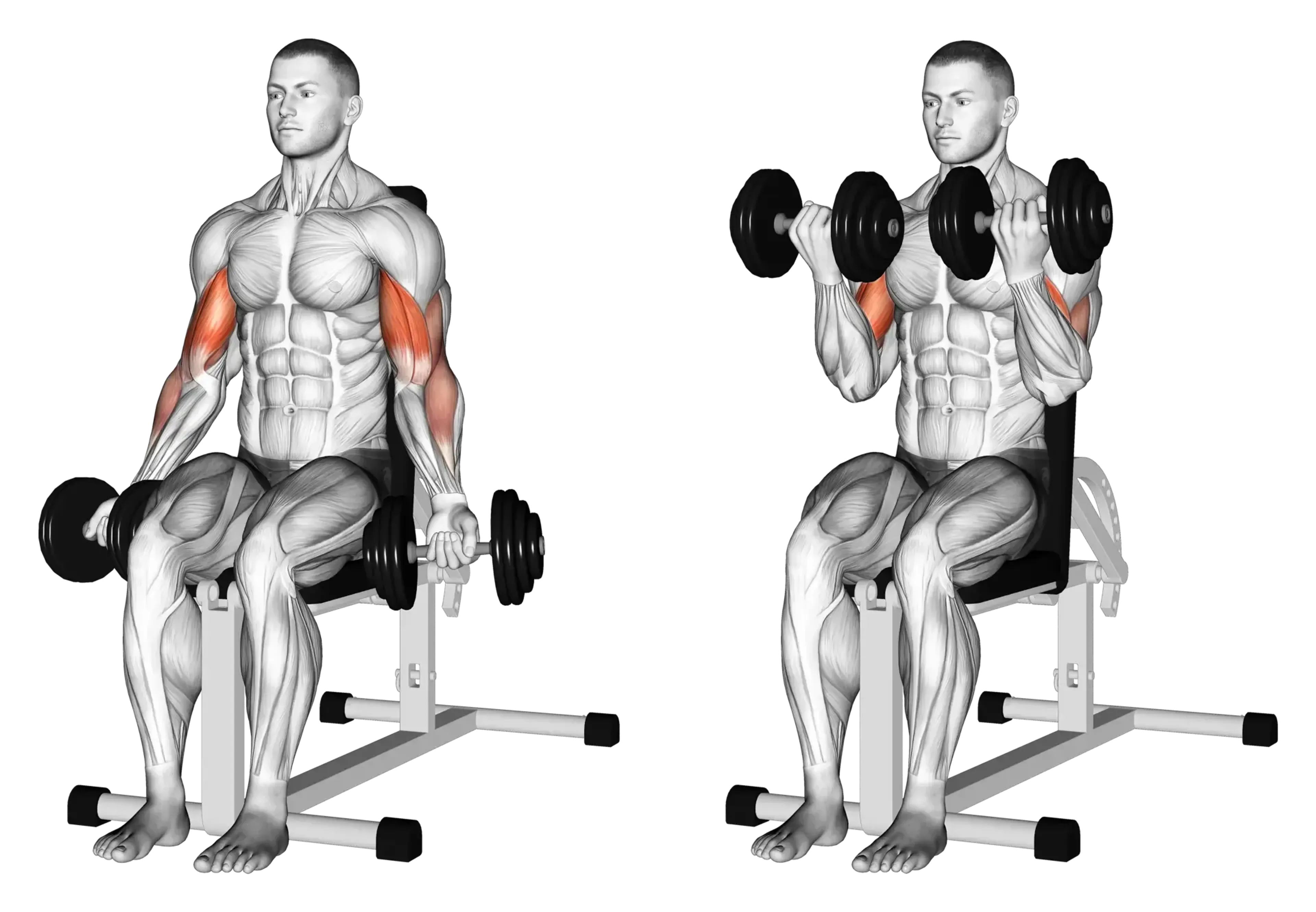 Dumbbell Seated Curl