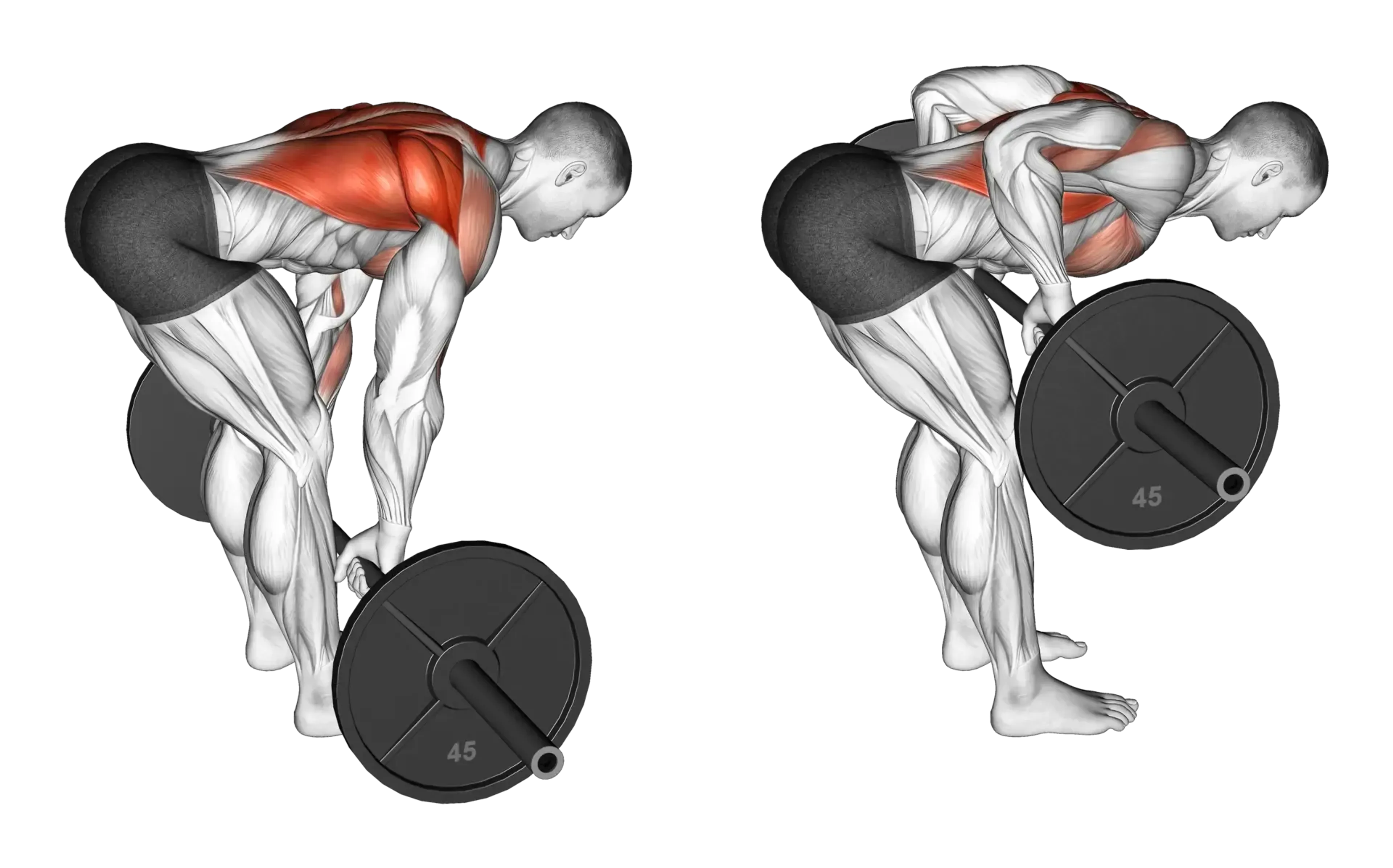 Barbell Bent-Over Row