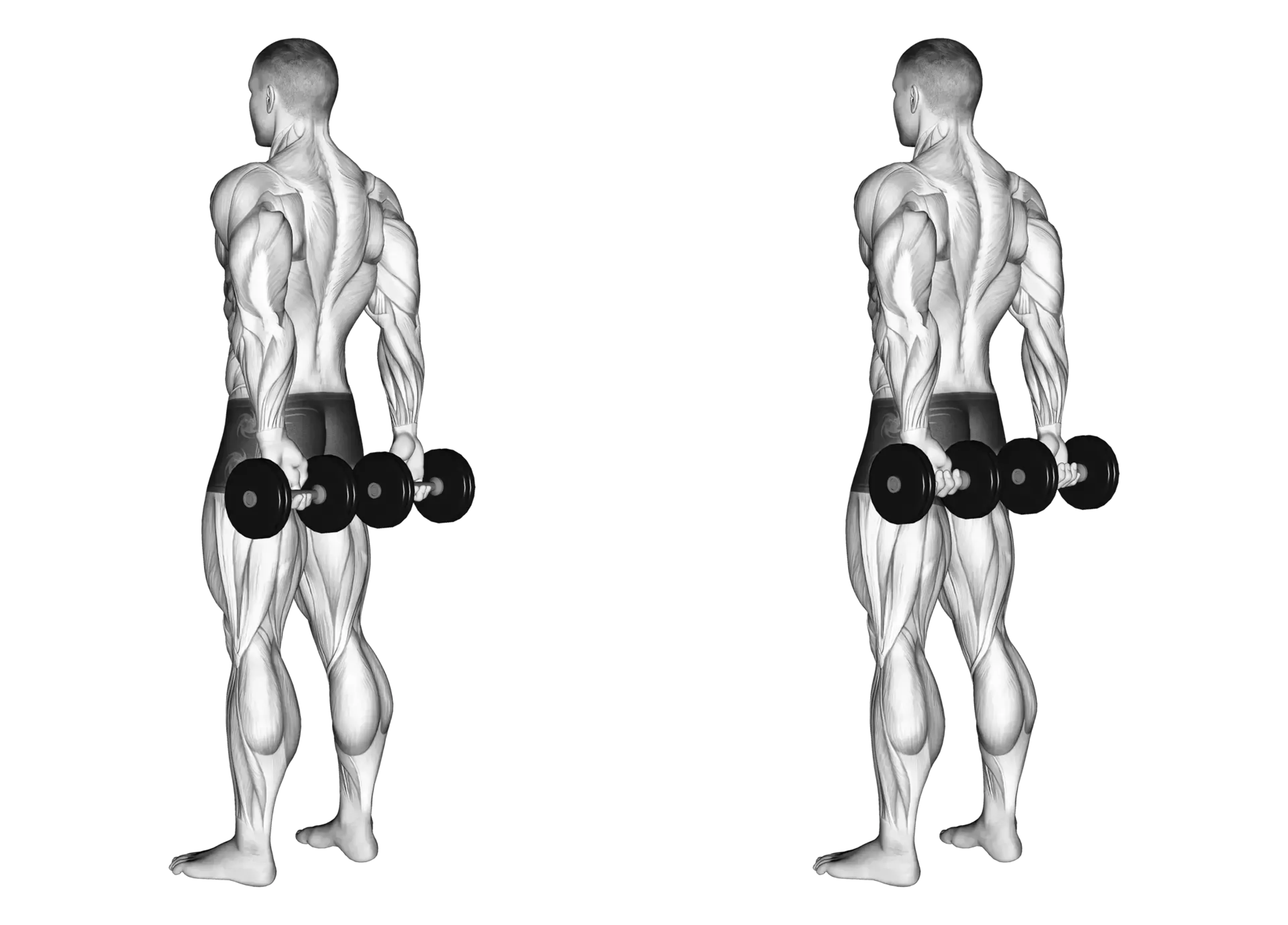 Behind the Back Dumbbell Finger Curls