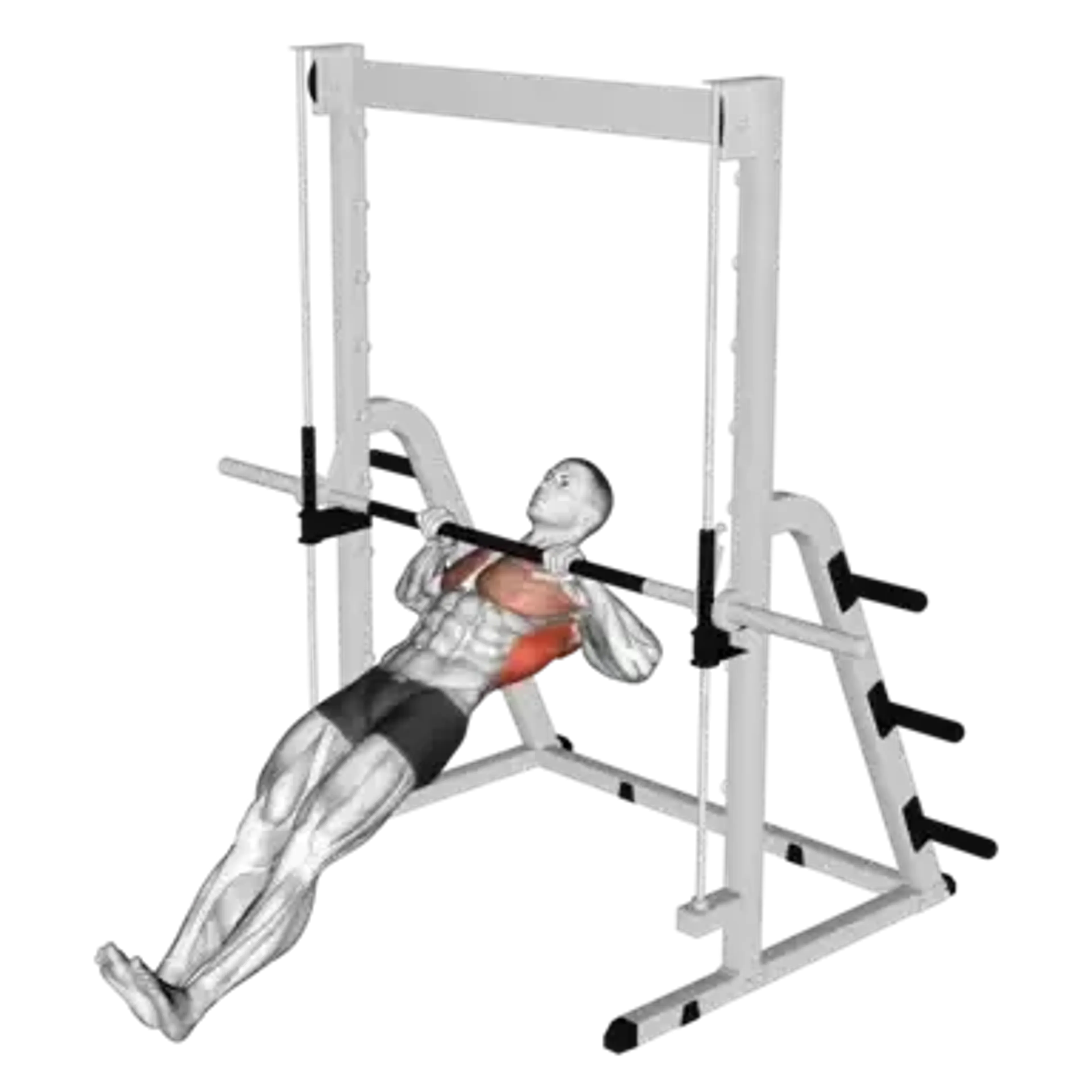 Barbell Inverted Row