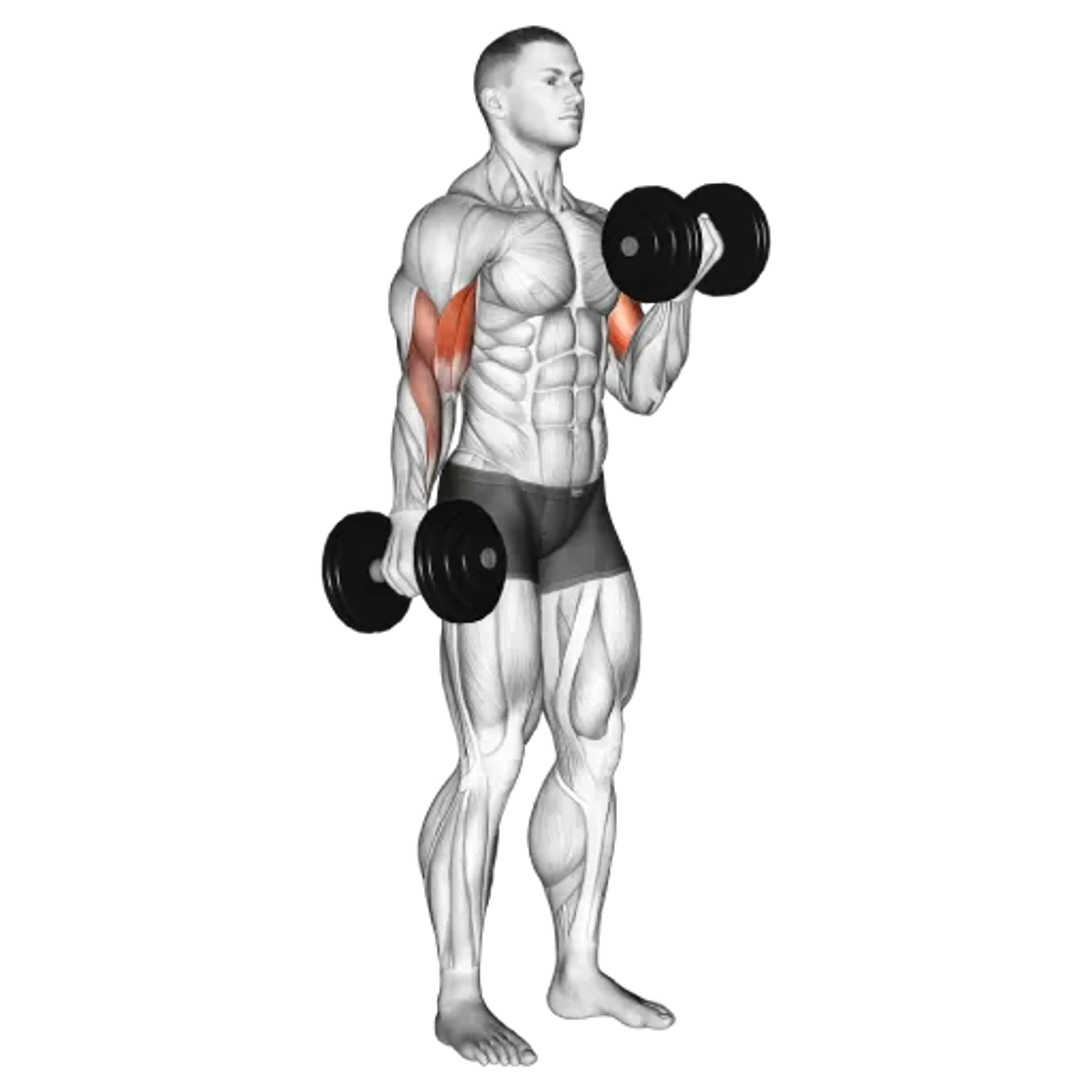 Alternating Dumbbell Curl