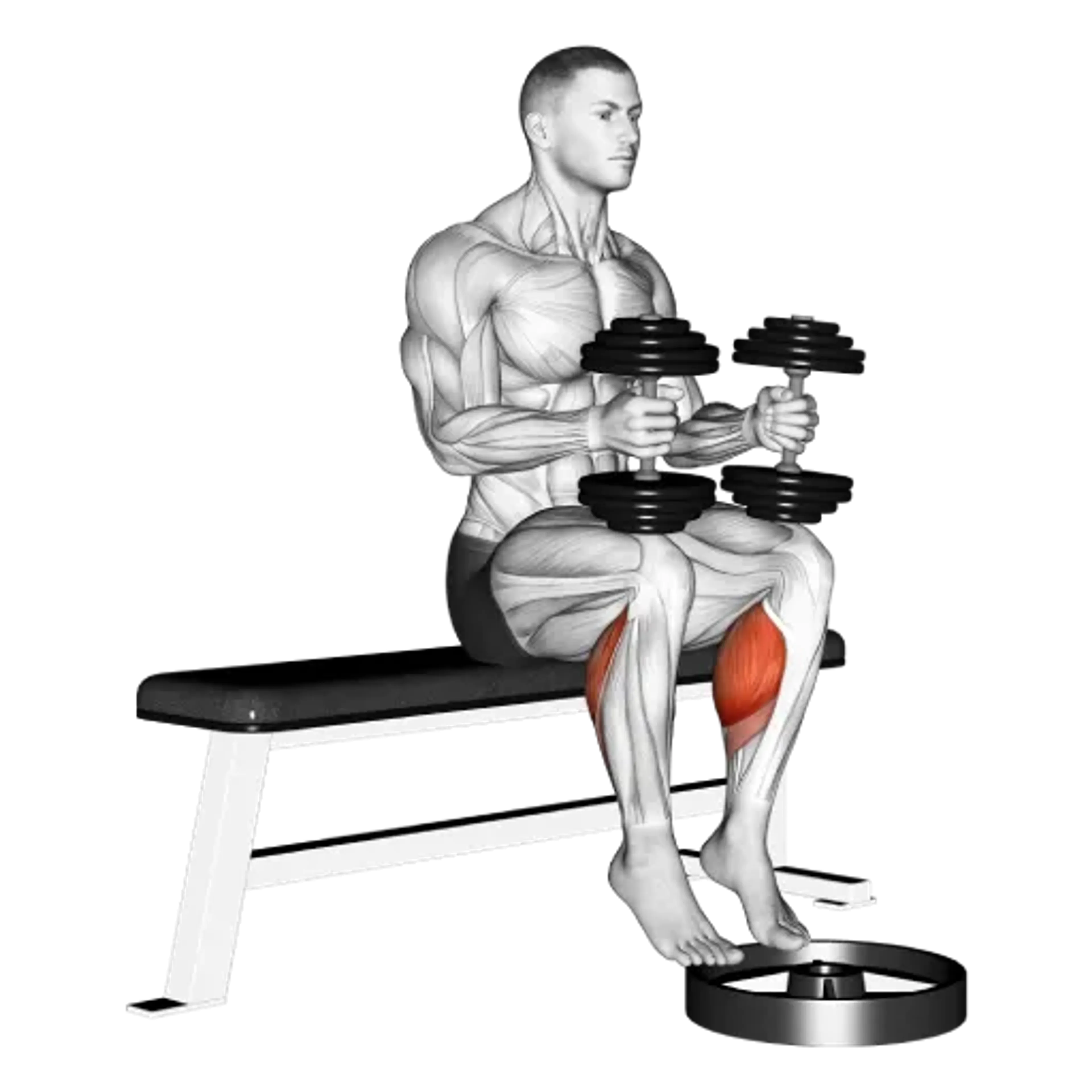Dumbbell Seated Calf Raise