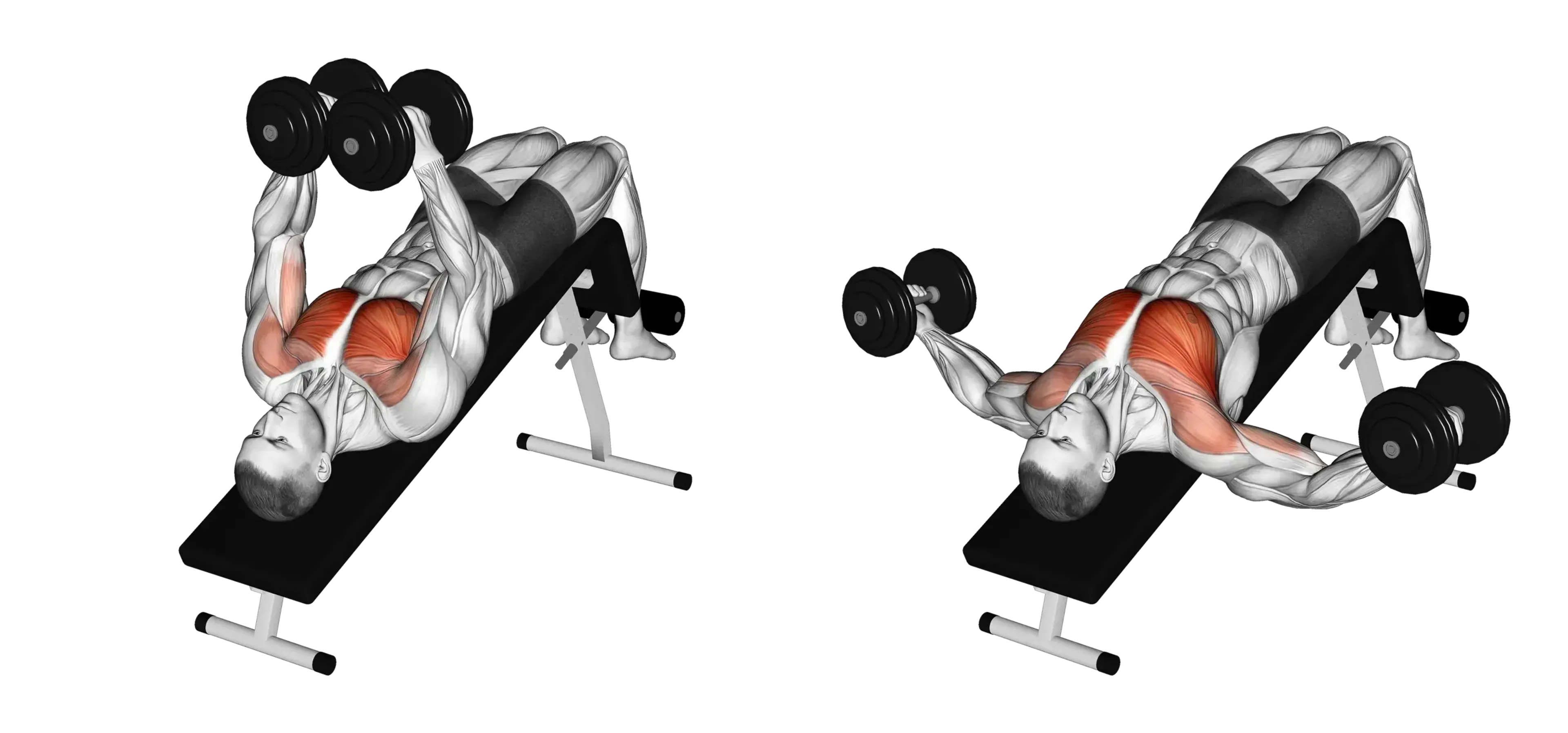 Dumbbell Decline Fly