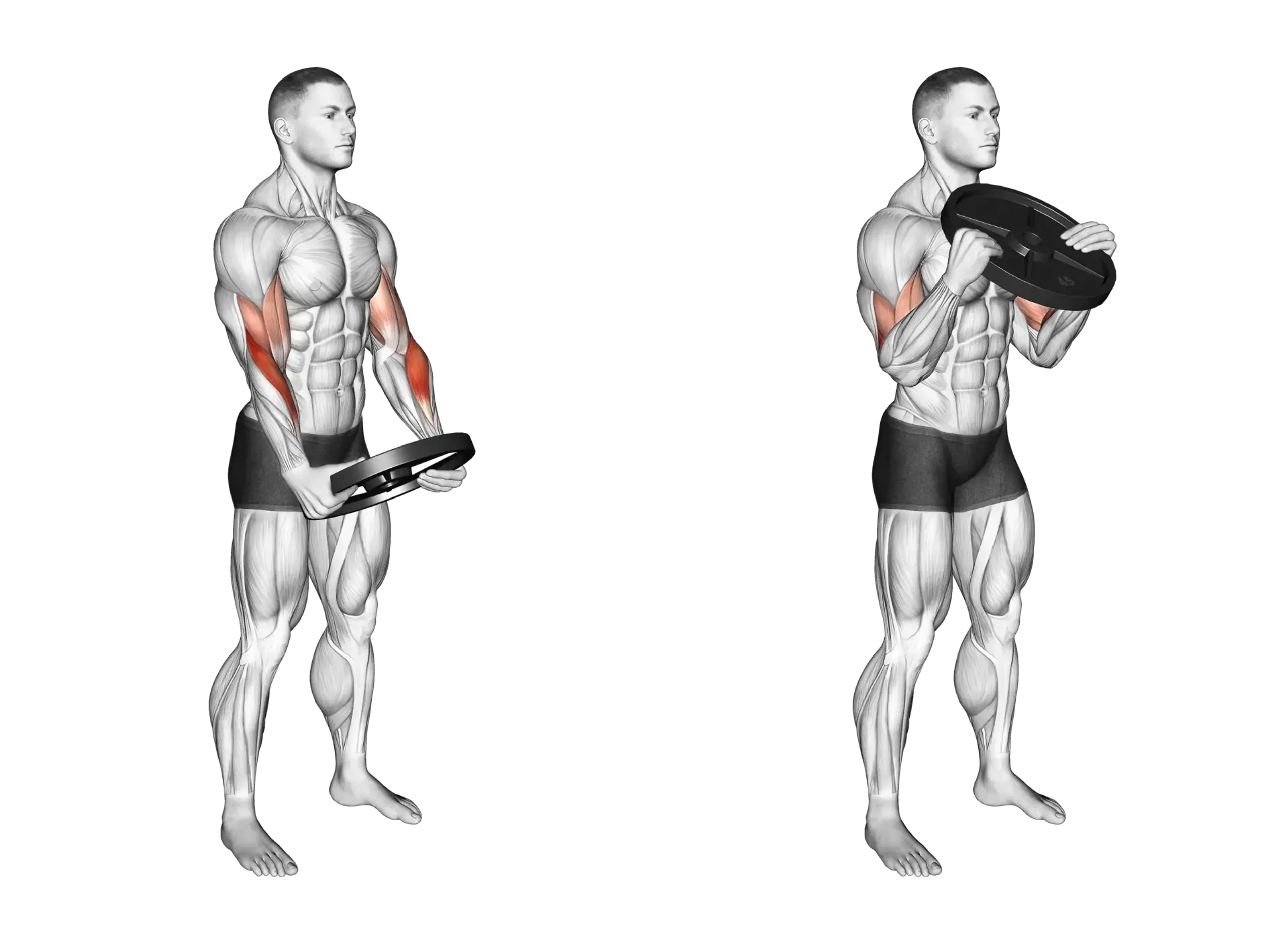 Weight Plate Curl