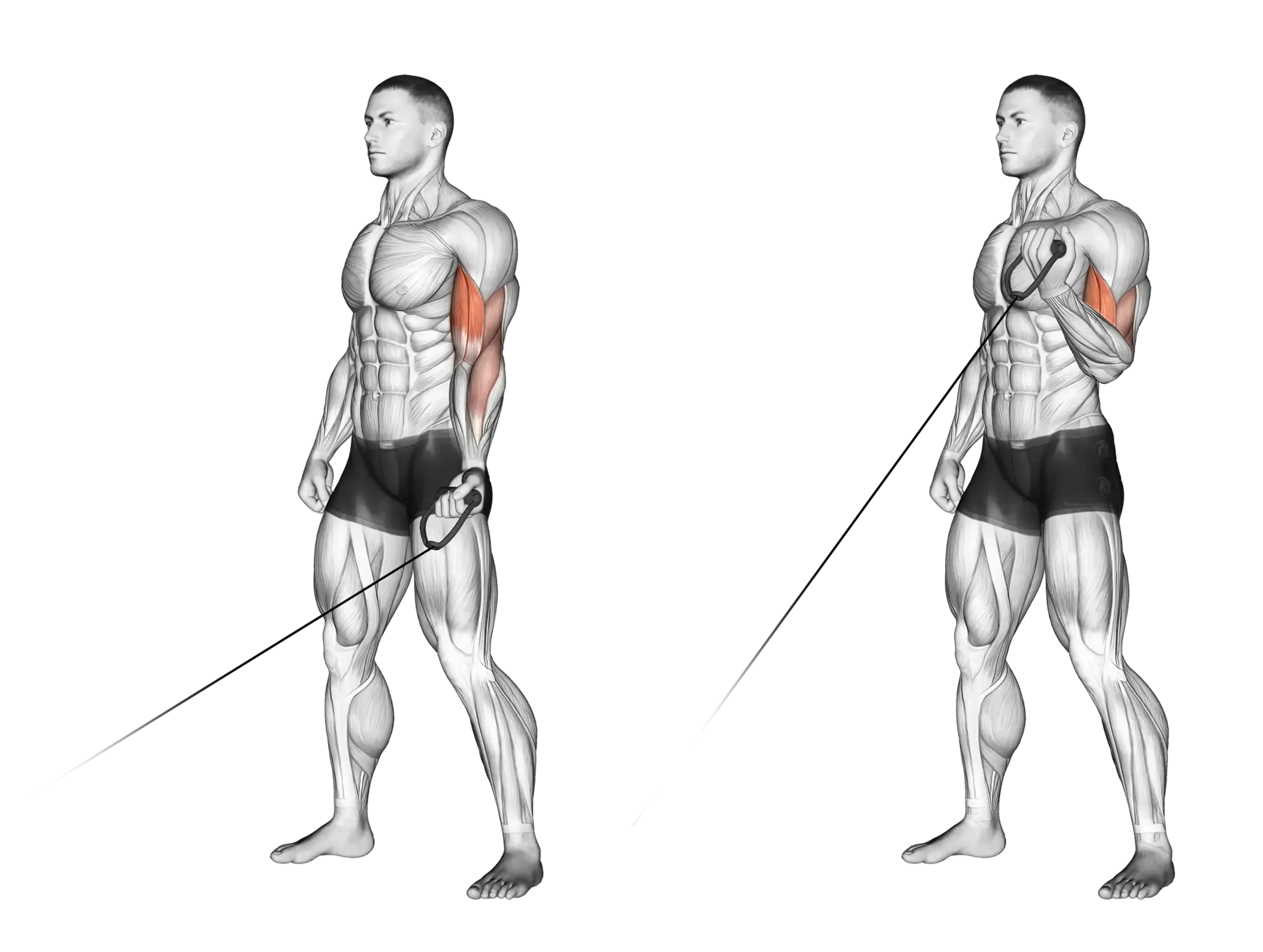 Cable Single-Arm Curl