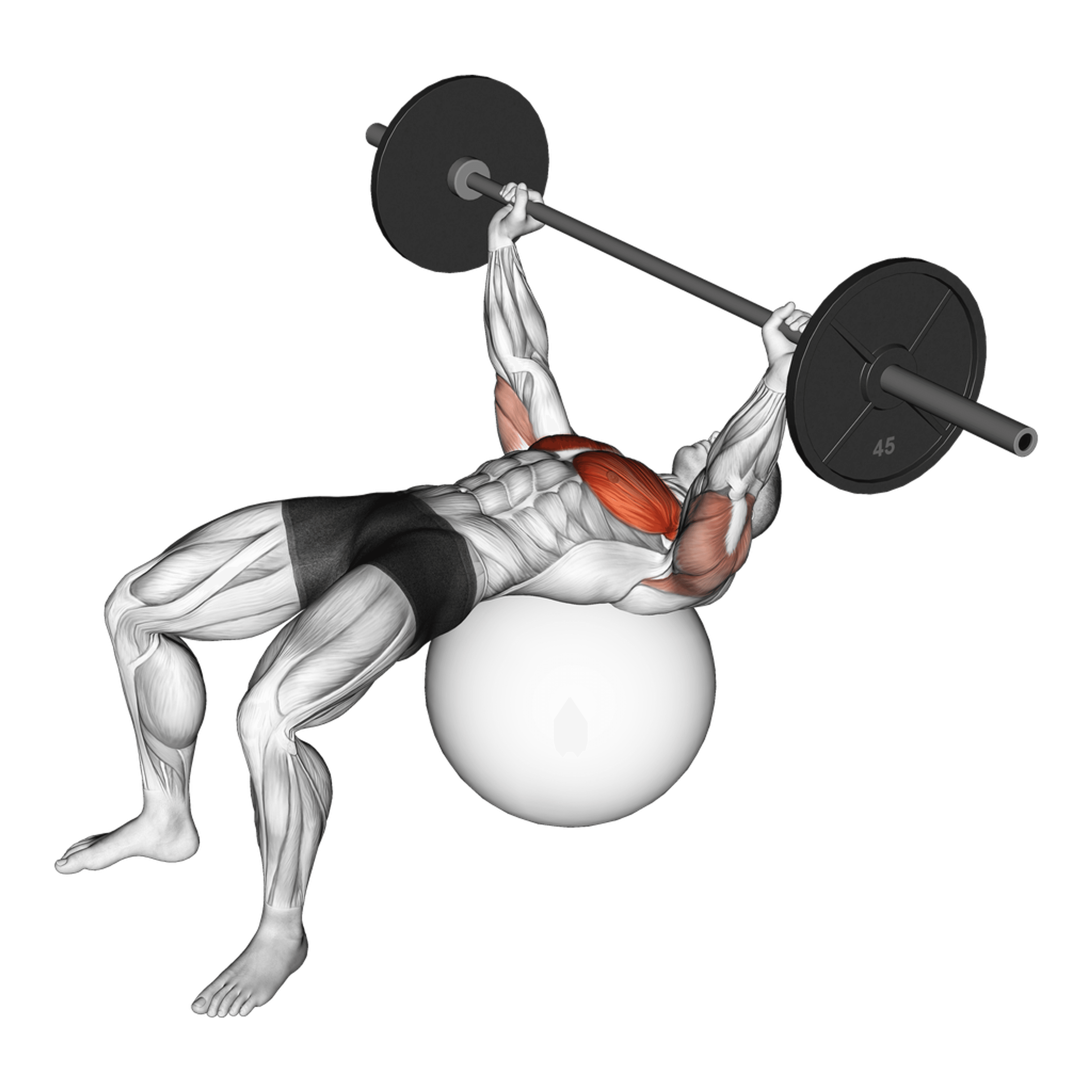 Barbell Exercise Ball Bench Press