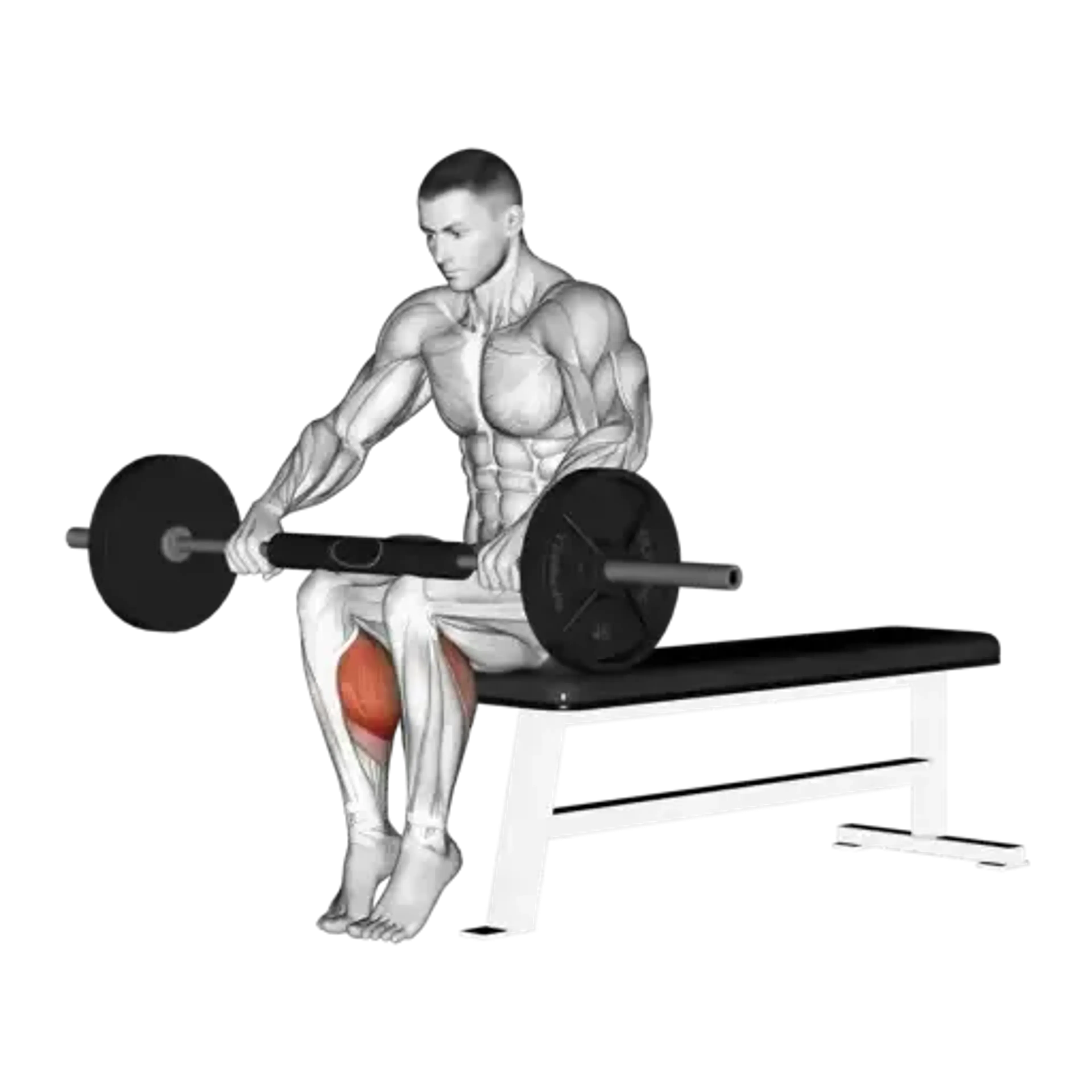 Barbell Seated Calf Raise