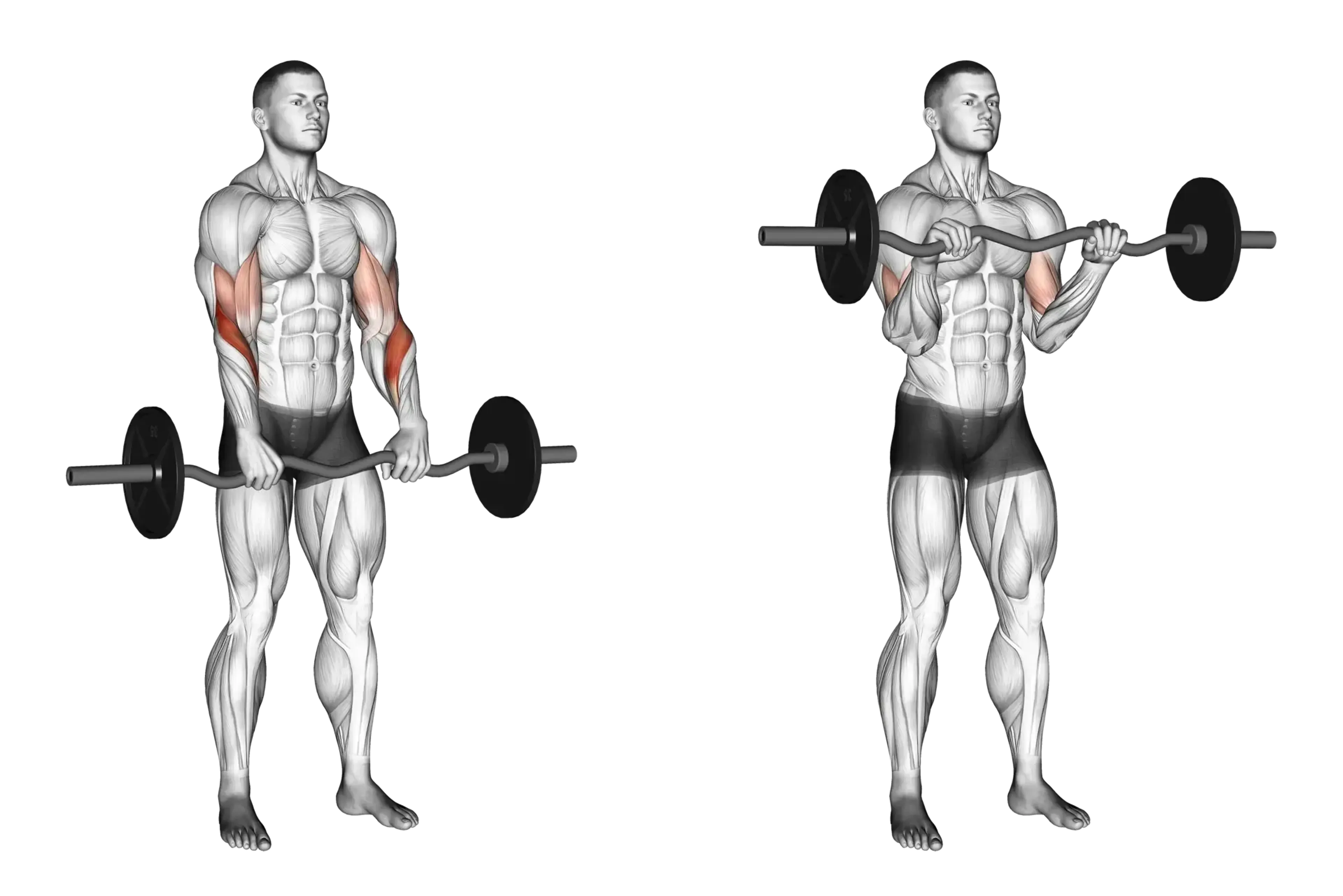 EZ Bar Curl (Reverse Grip)