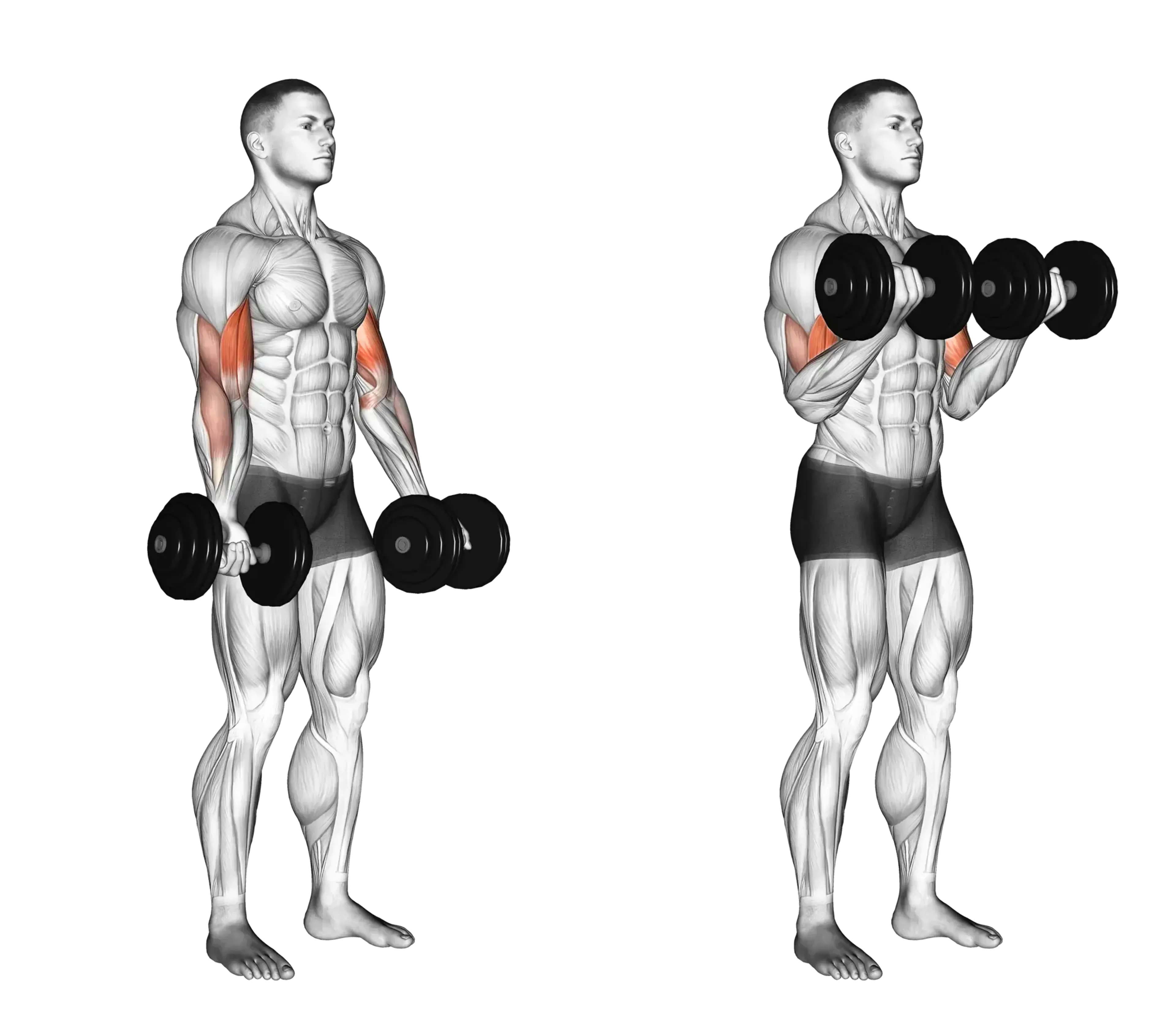 Dumbbell Curl