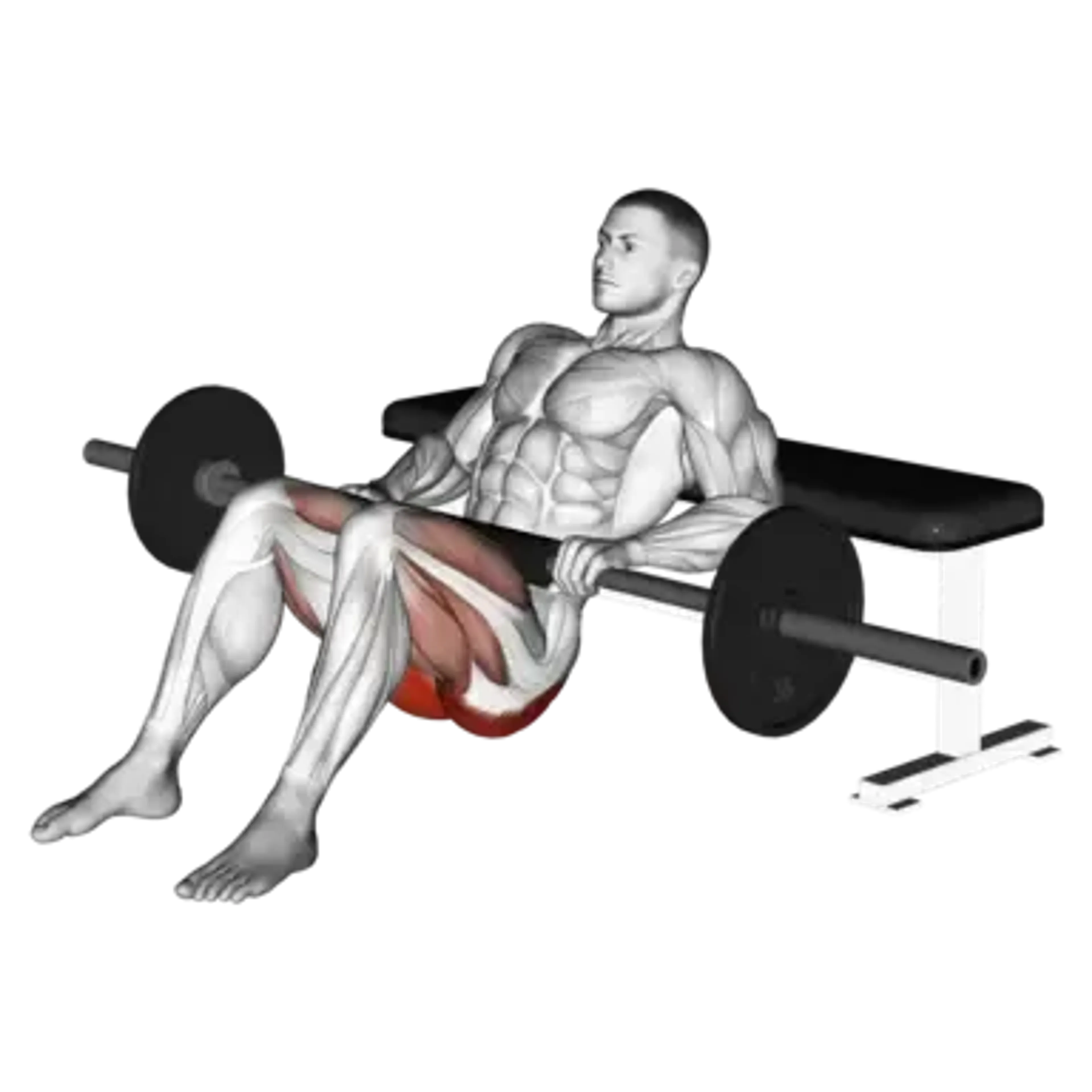 Barbell Hip Thrust
