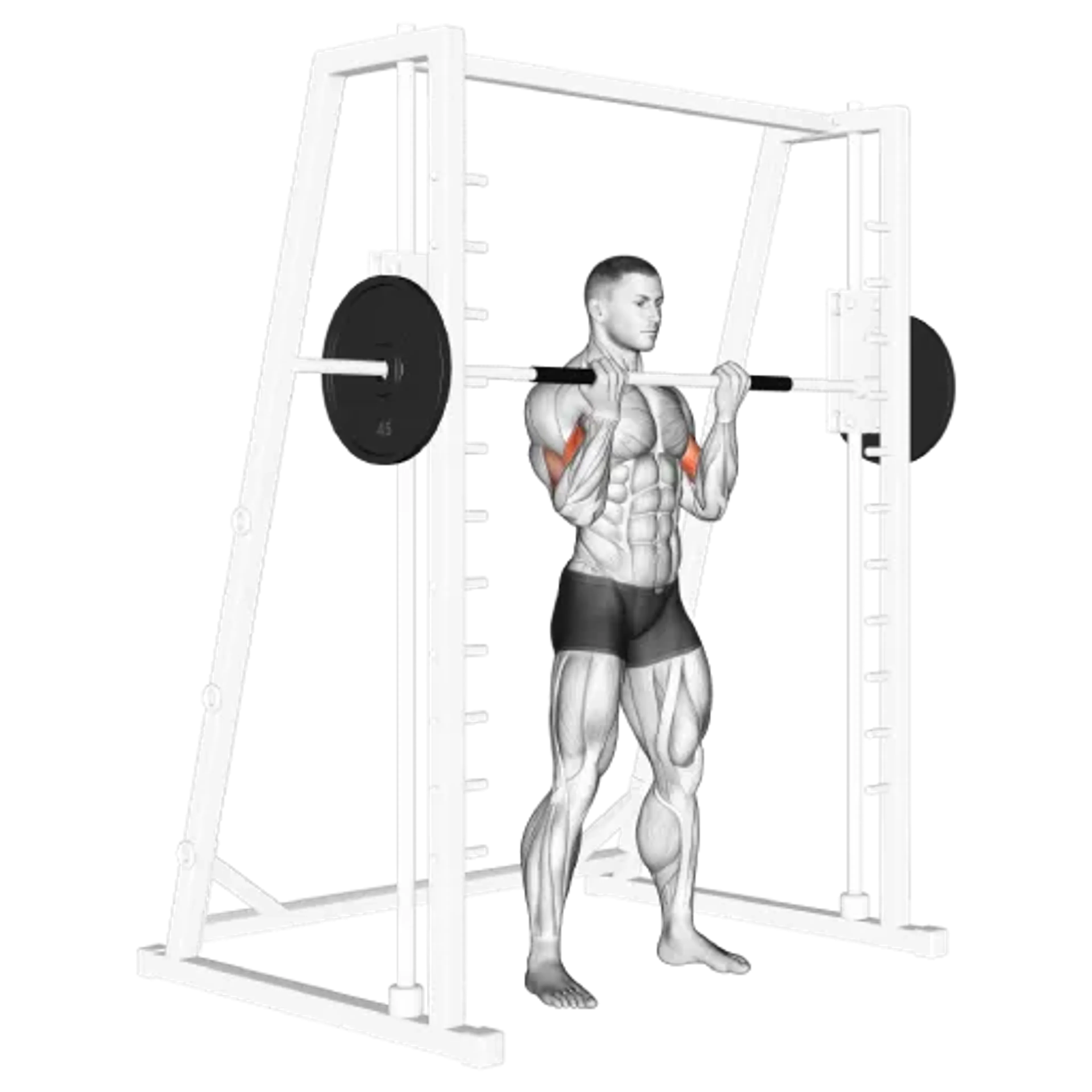 Smith Machine Curl