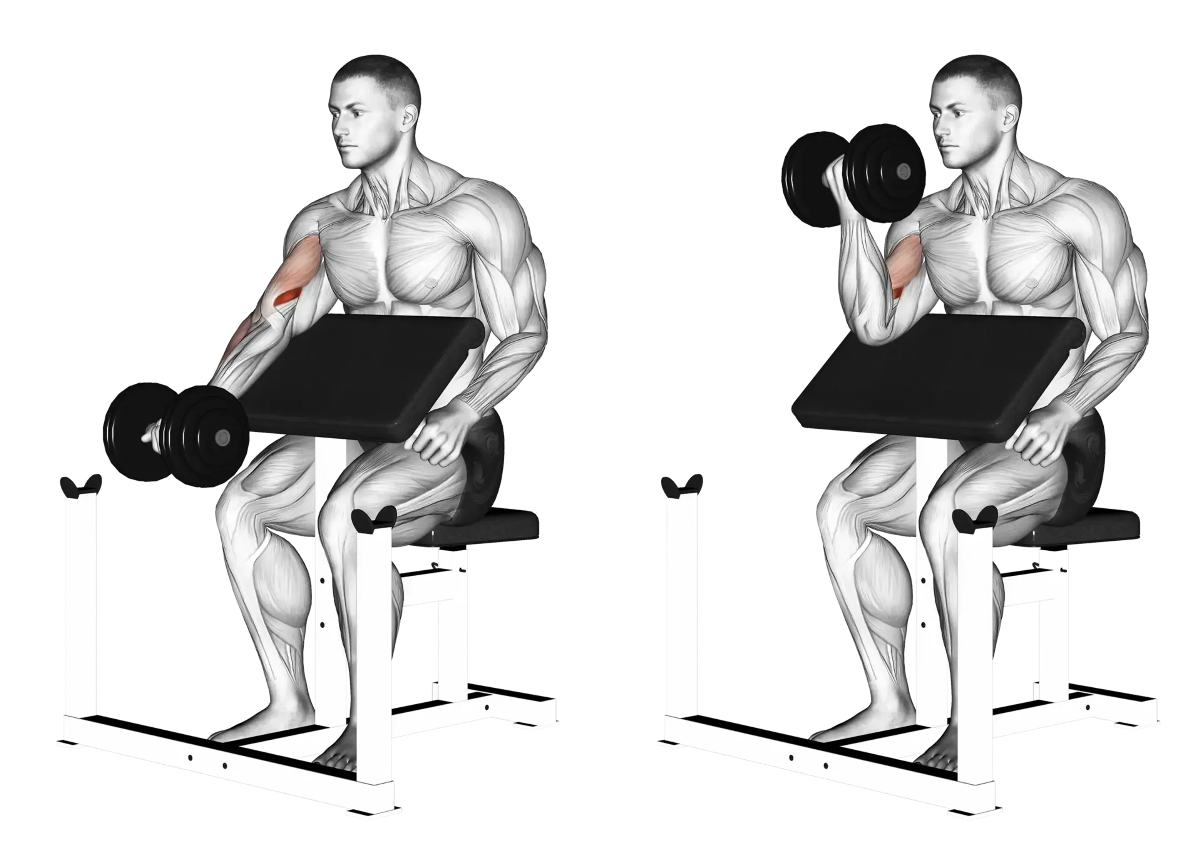 Dumbbell Single-Arm Preacher Curl