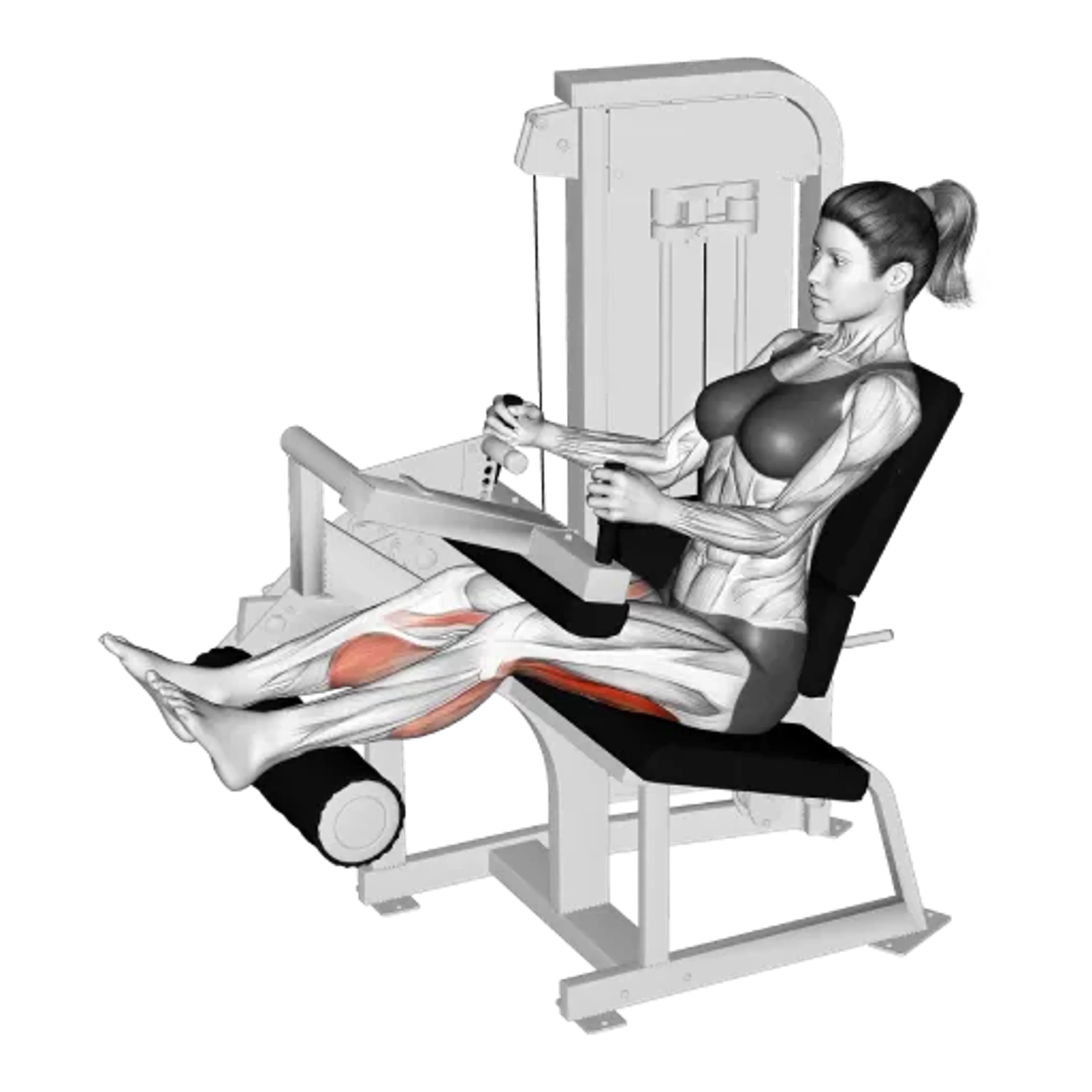 Machine Seated Leg Curl