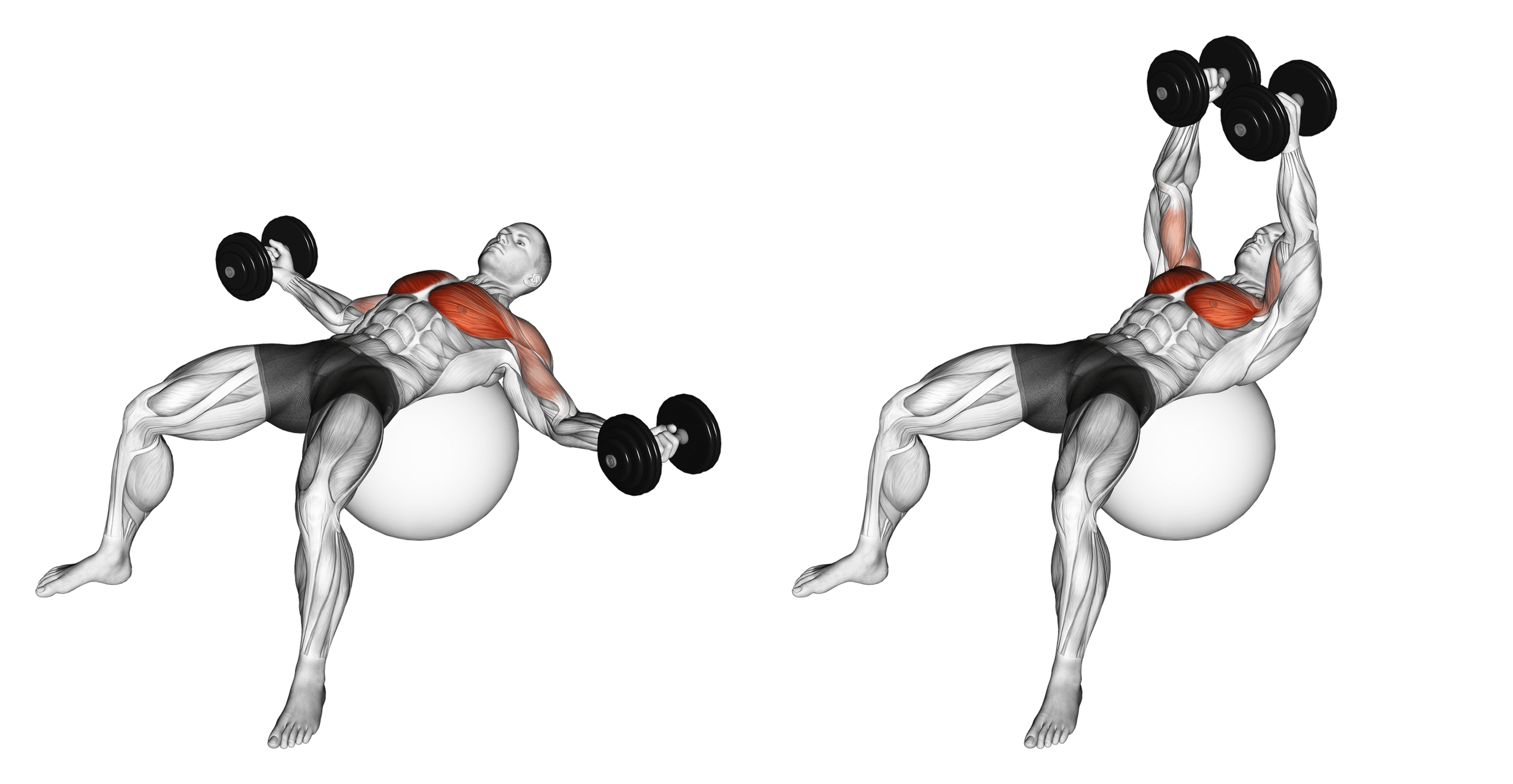 Dumbbell Exercise Ball Fly