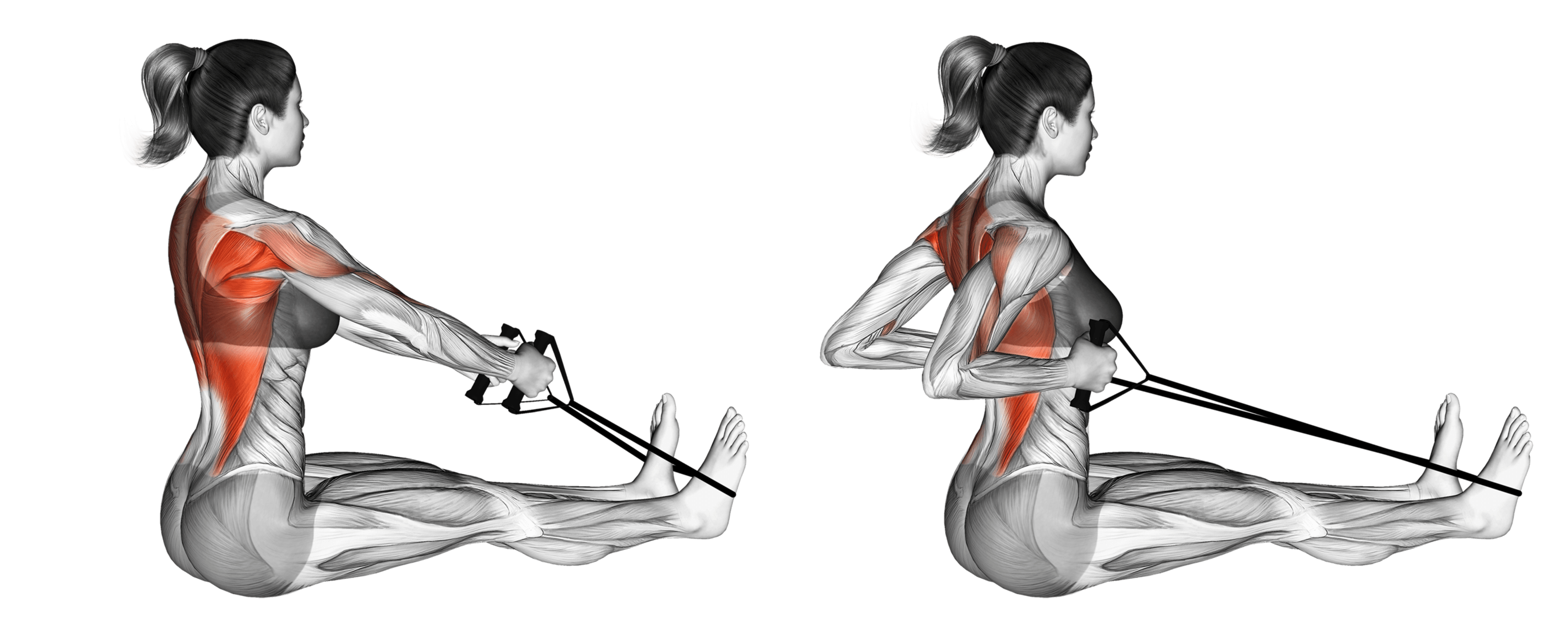 Band Seated Row (Straight Back)