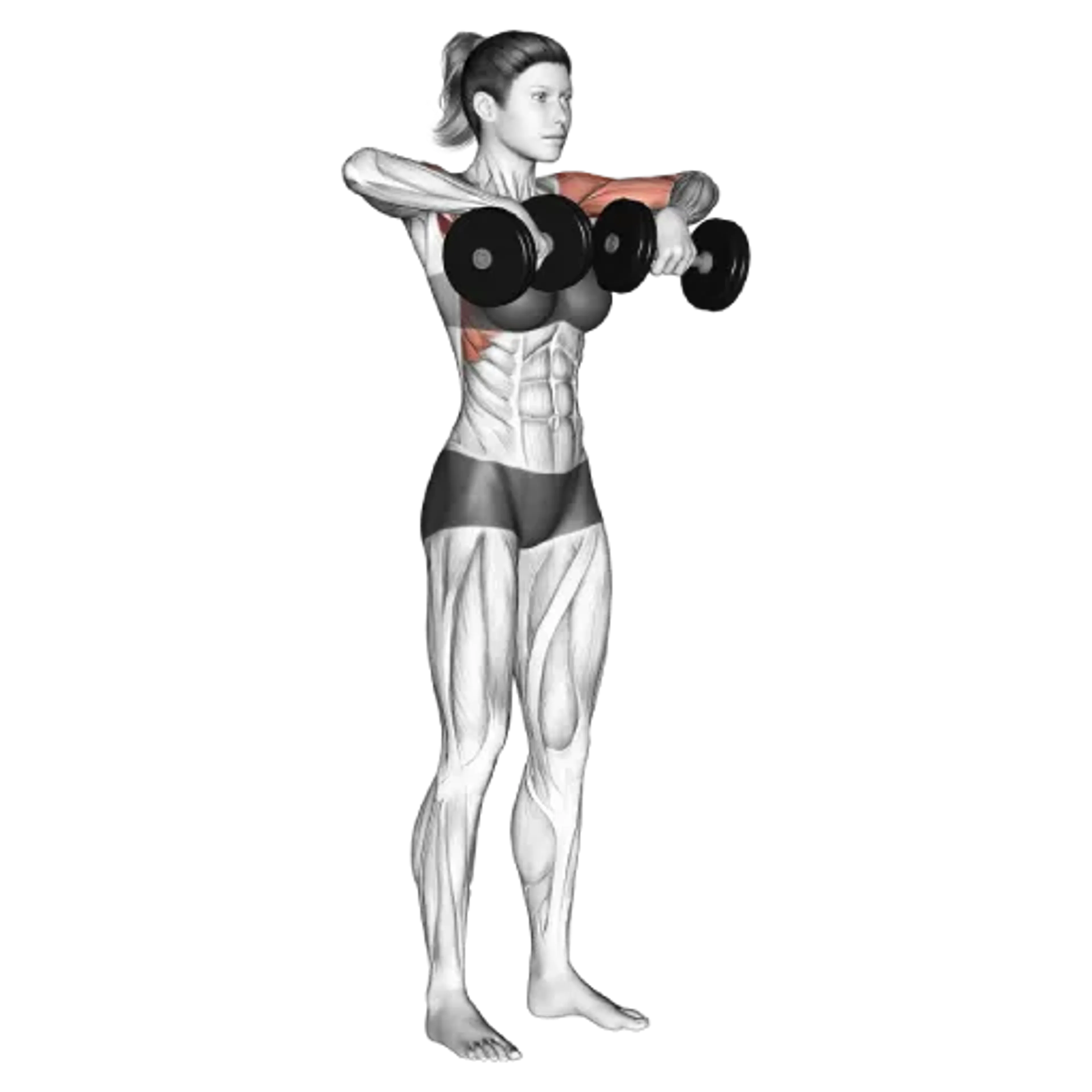 Dumbbell Upright Row