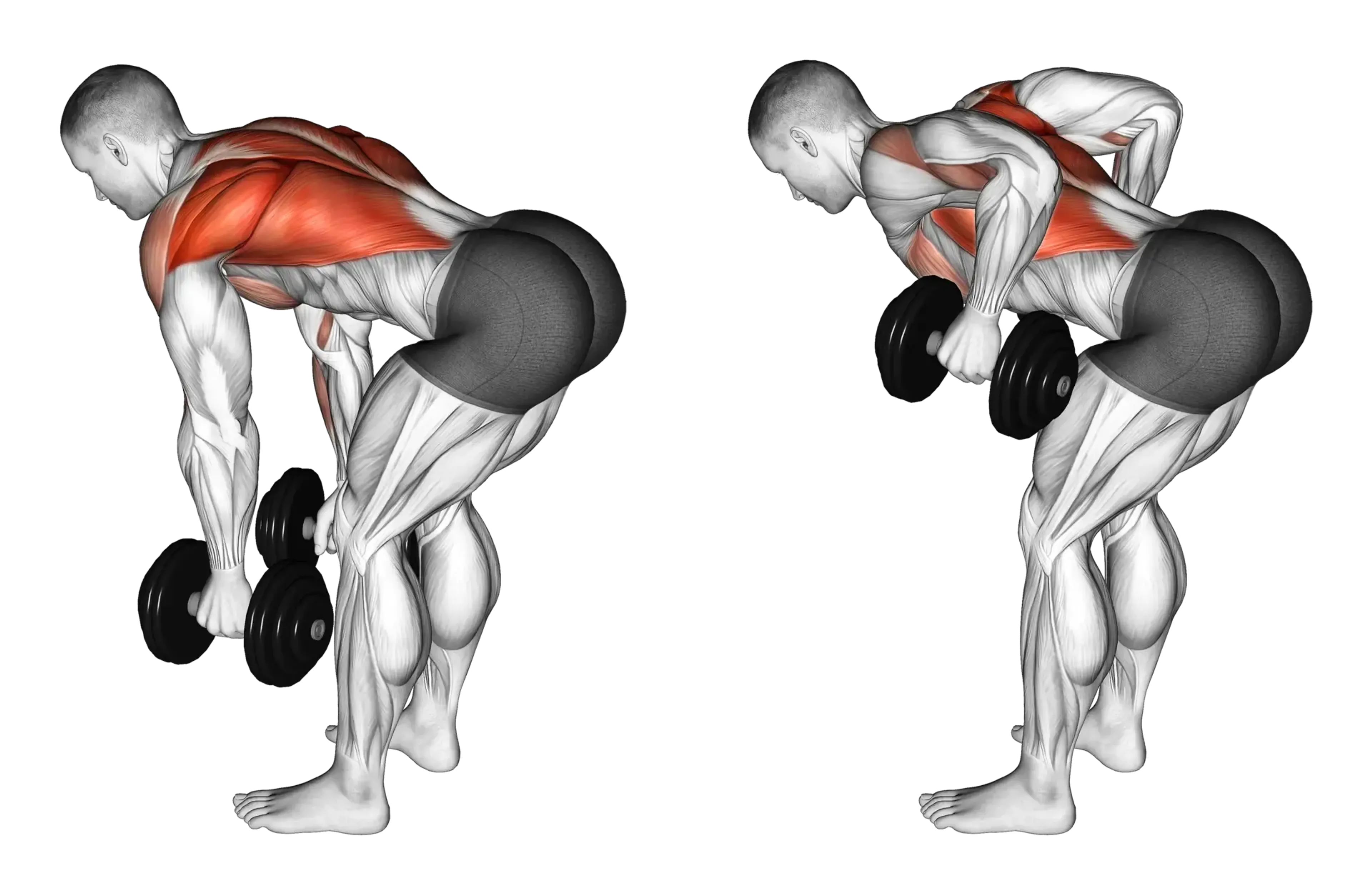 Dumbbell Bent-Over Row