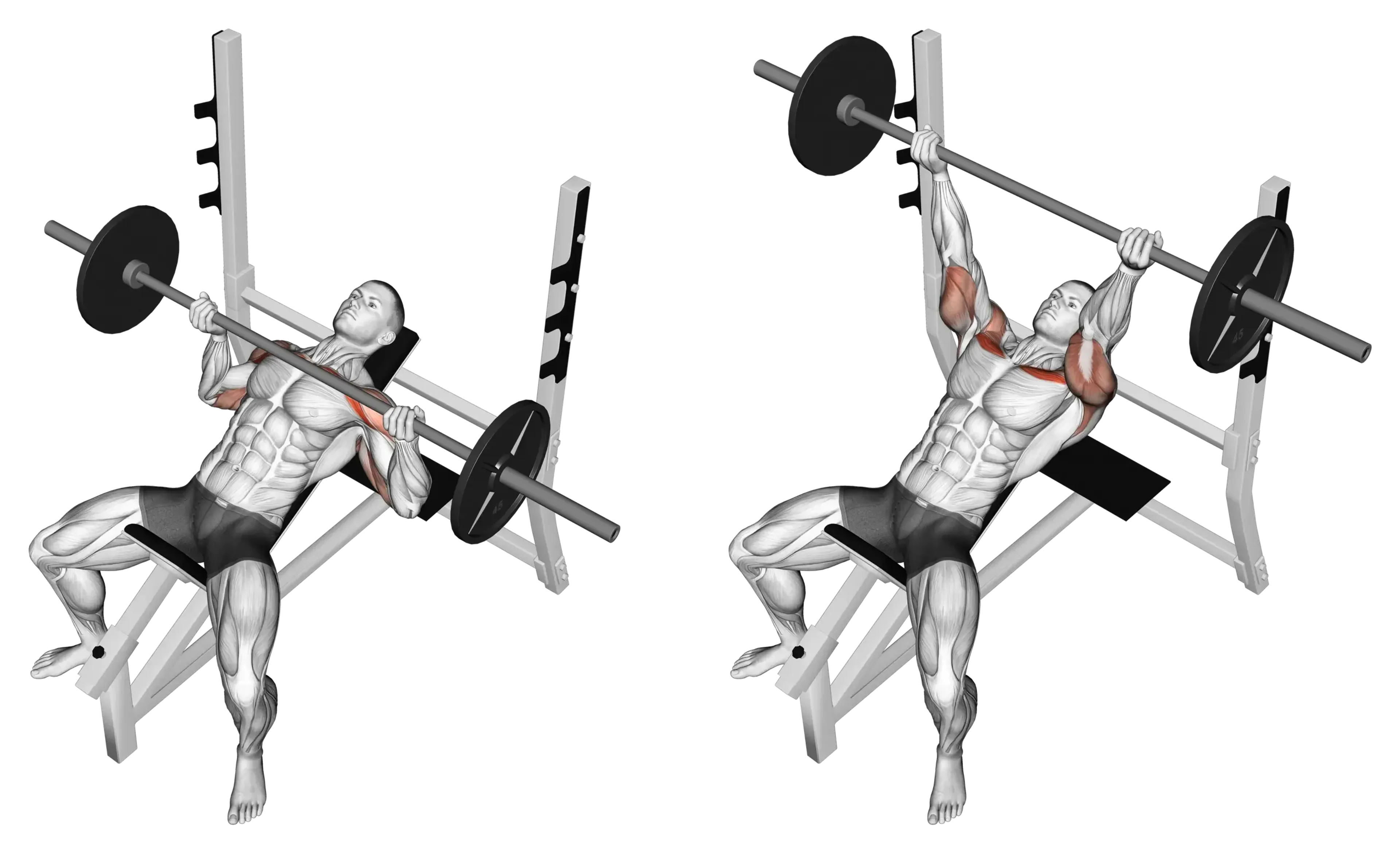 Barbell Incline Bench Press (Reverse Grip)