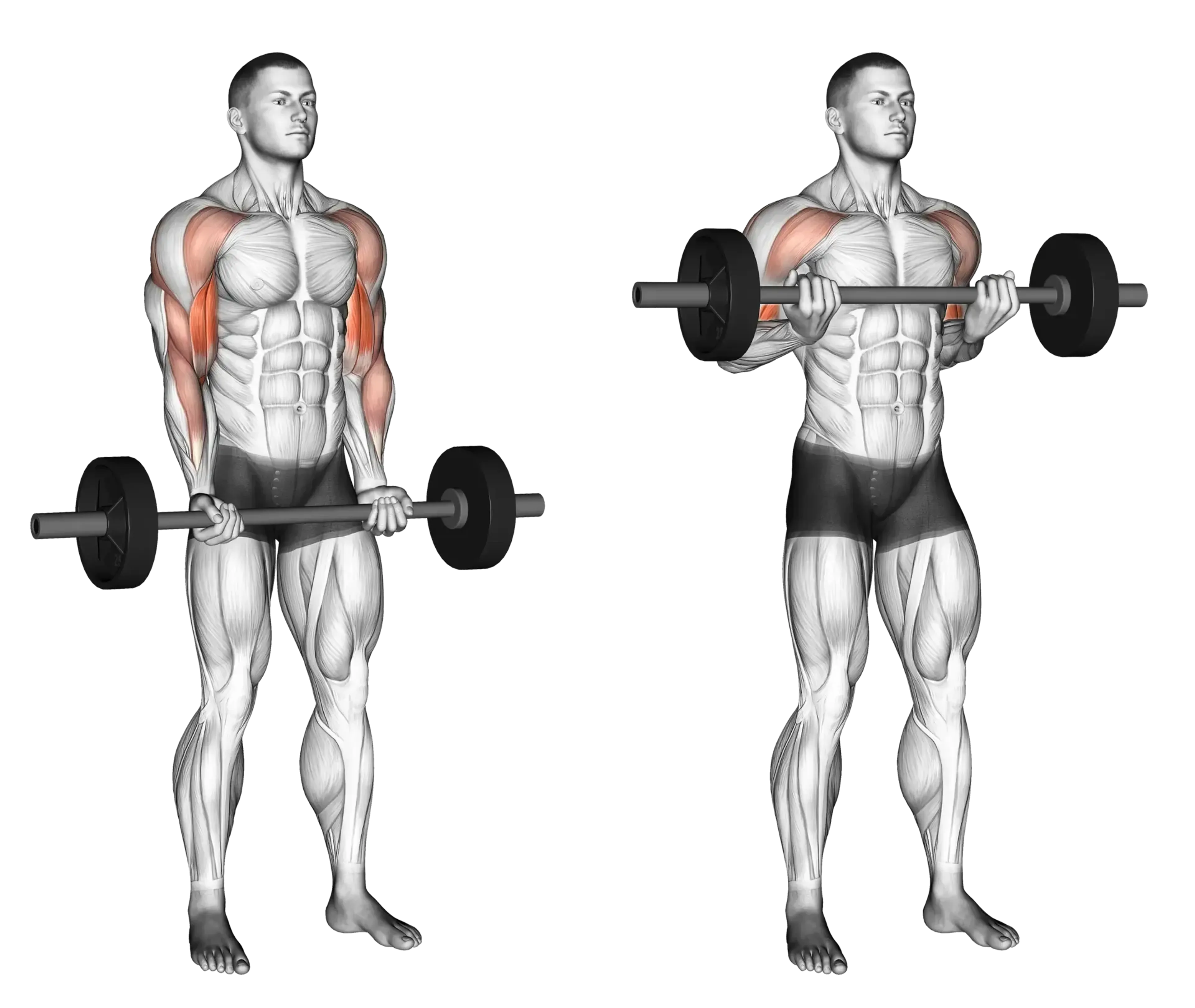 Barbell Drag Curl