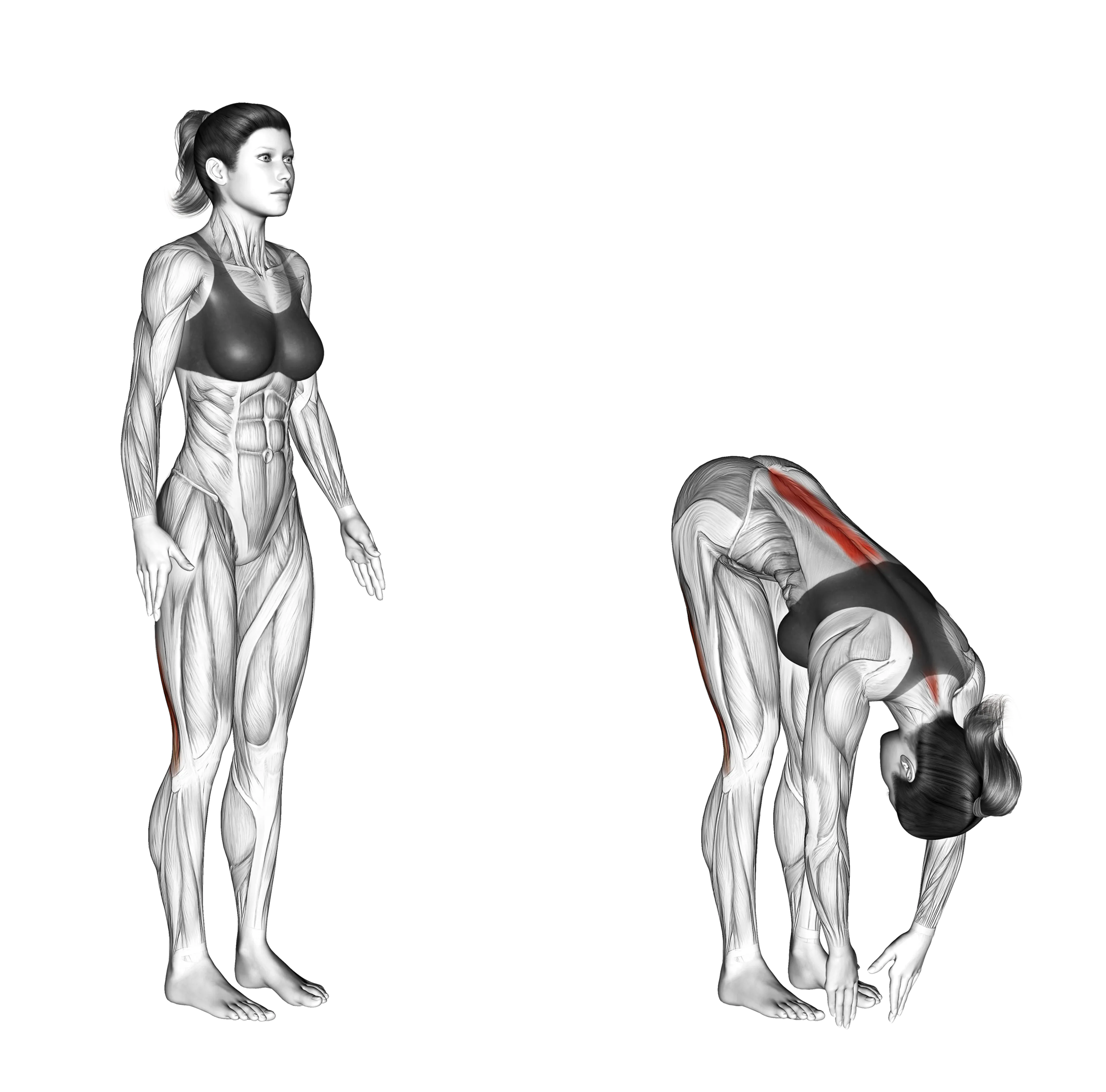Standing Hamstring Stretch