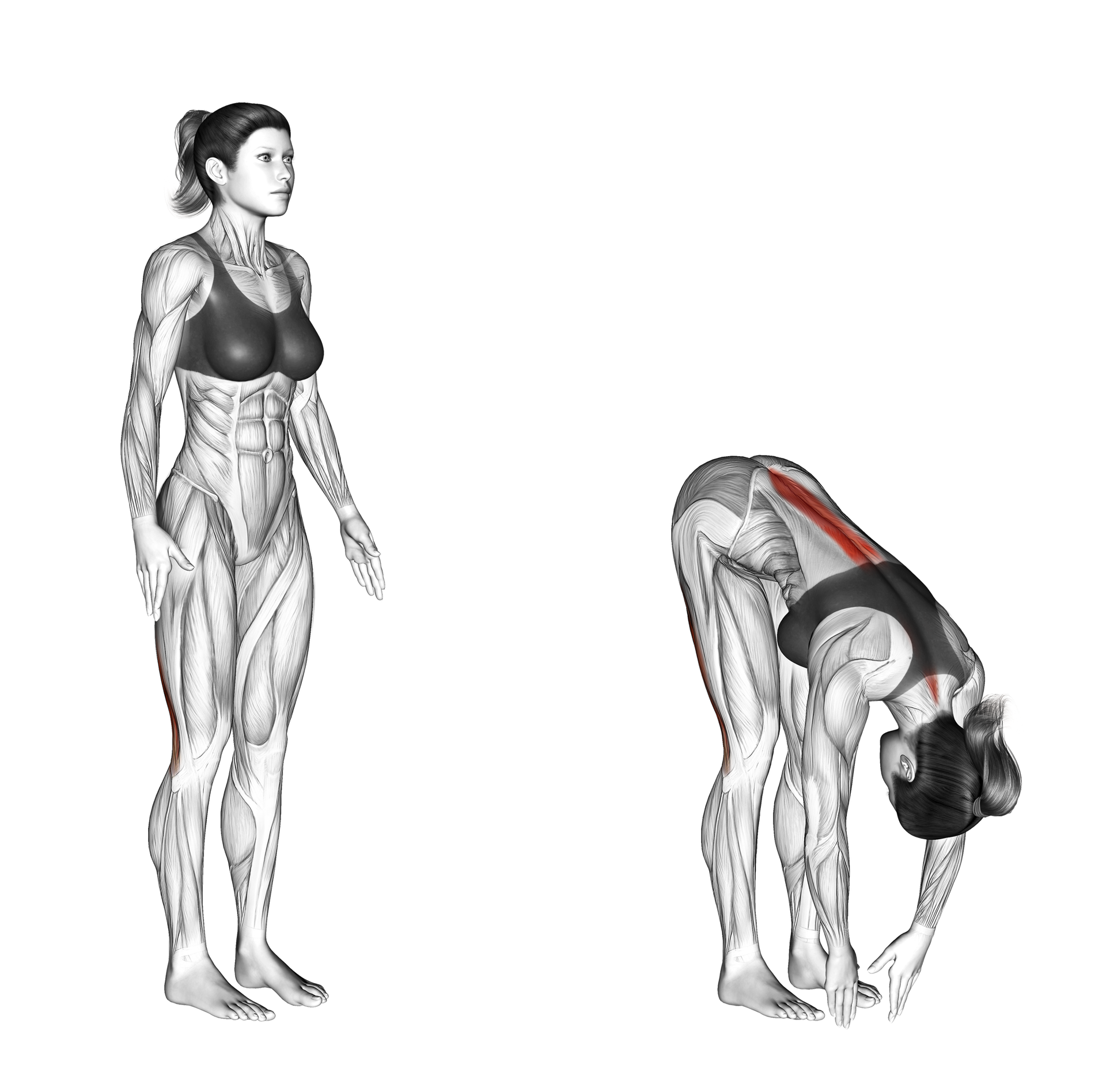 Standing Hamstring Stretch Example Standing Hamstring Stretch: Guide, Muscles Worked, Tips | Athlemove
