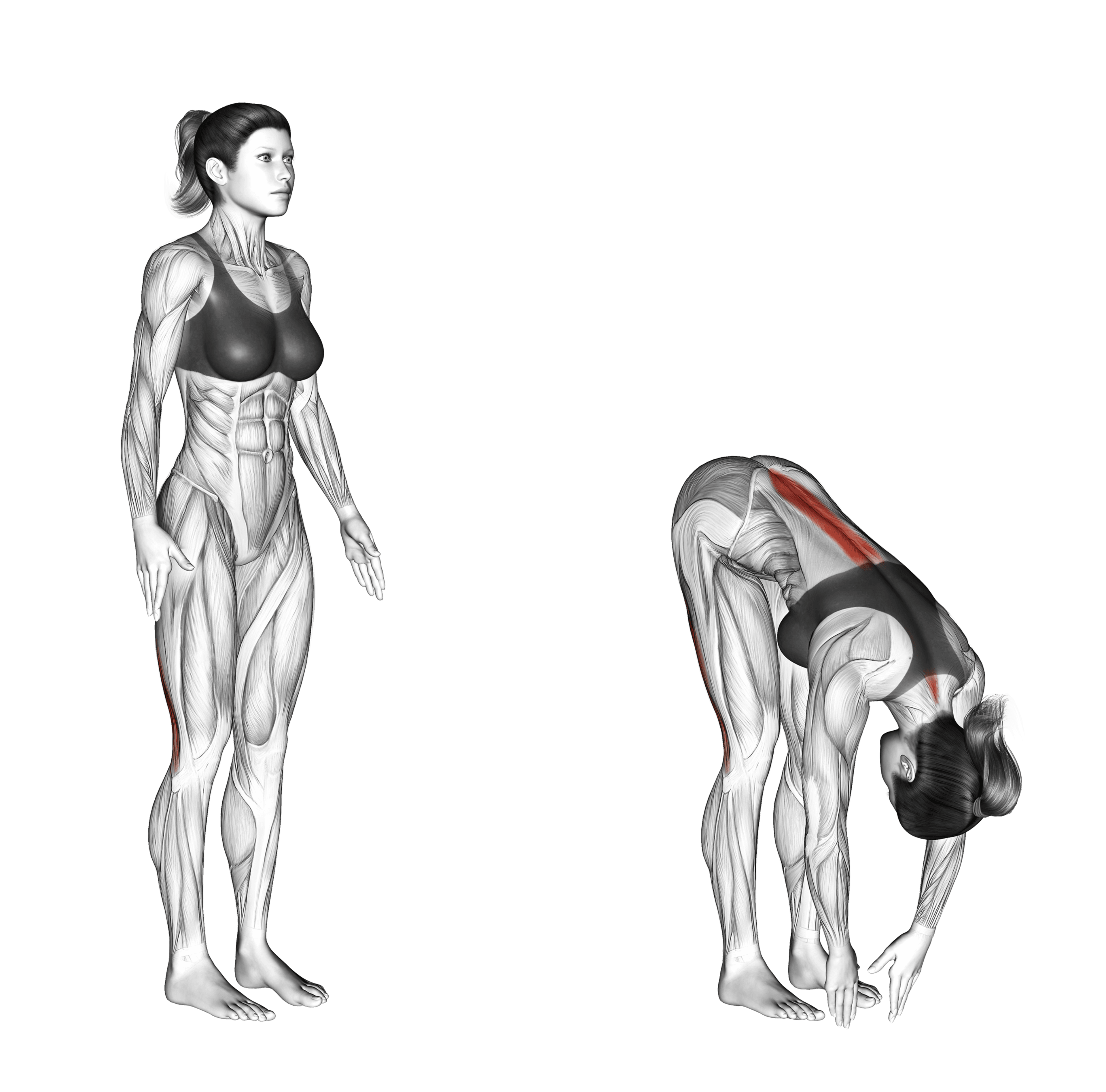 Standing Hamstring Stretch