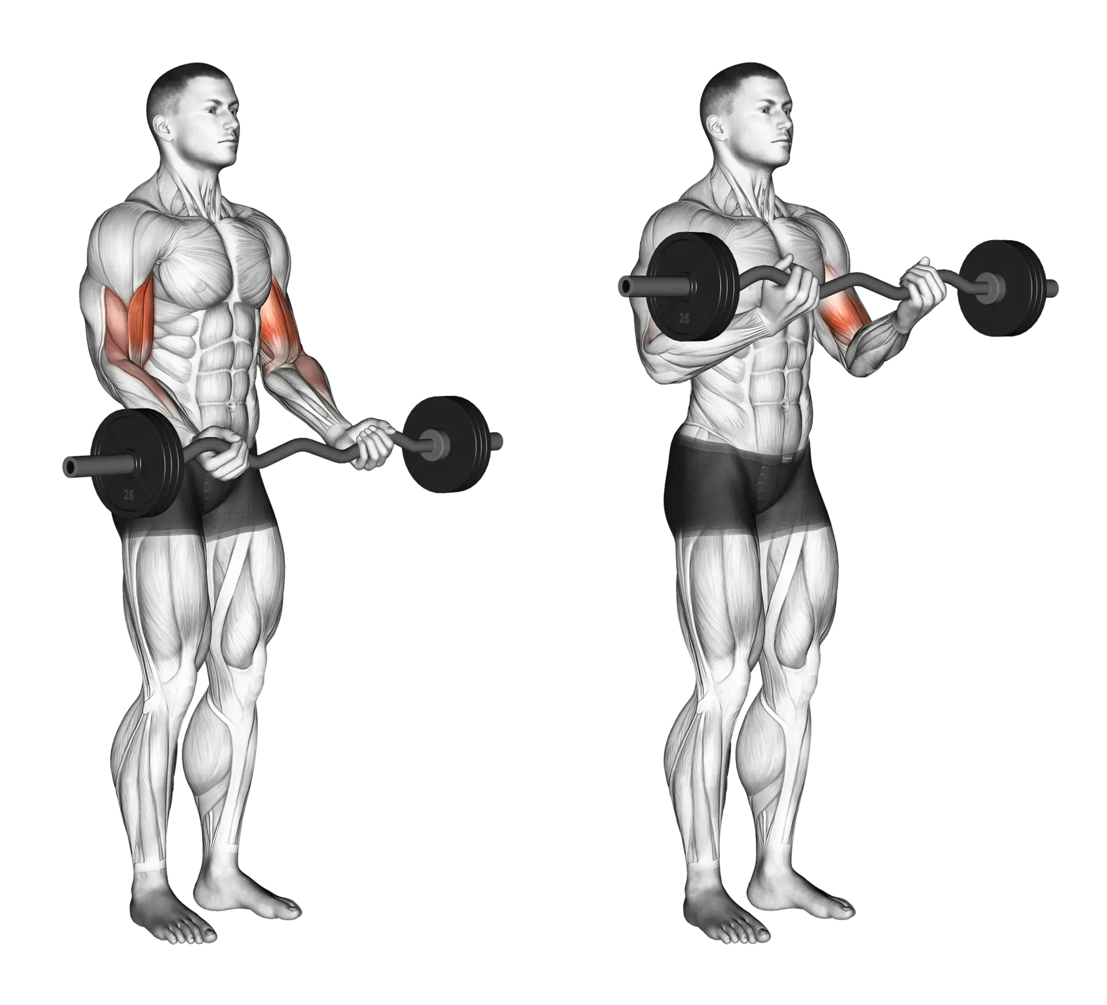 EZ Bar Curl