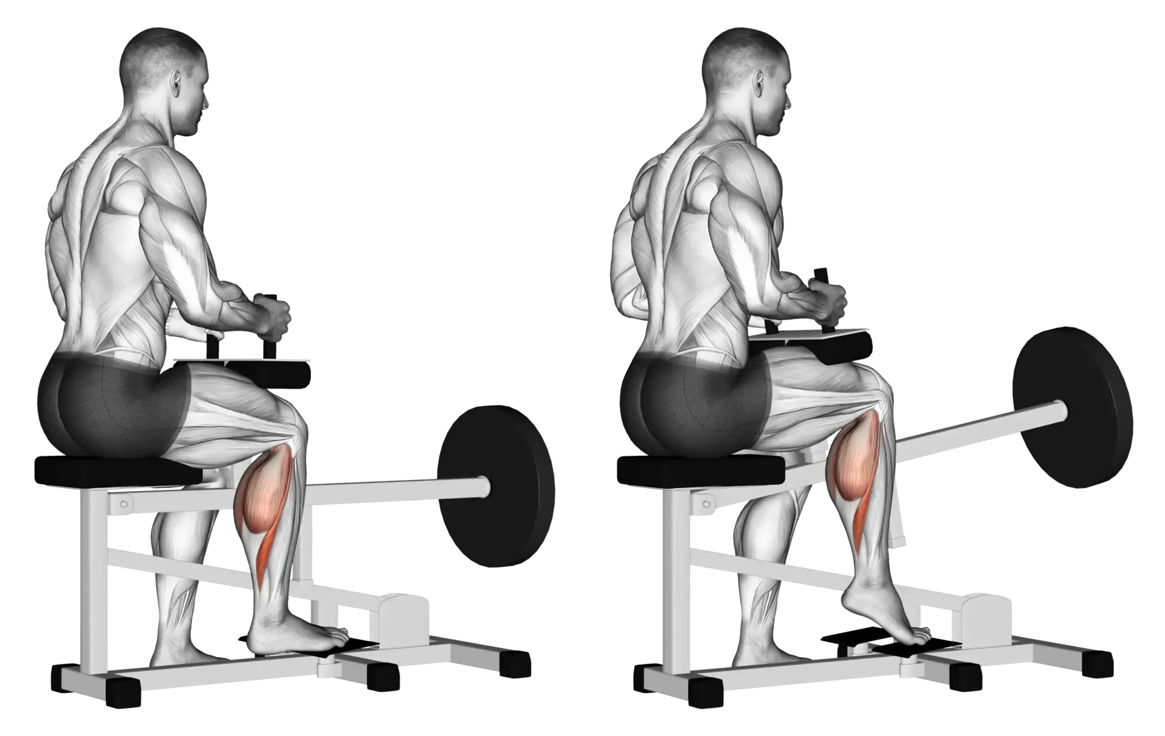Machine Single-Leg Seated Calf Raise
