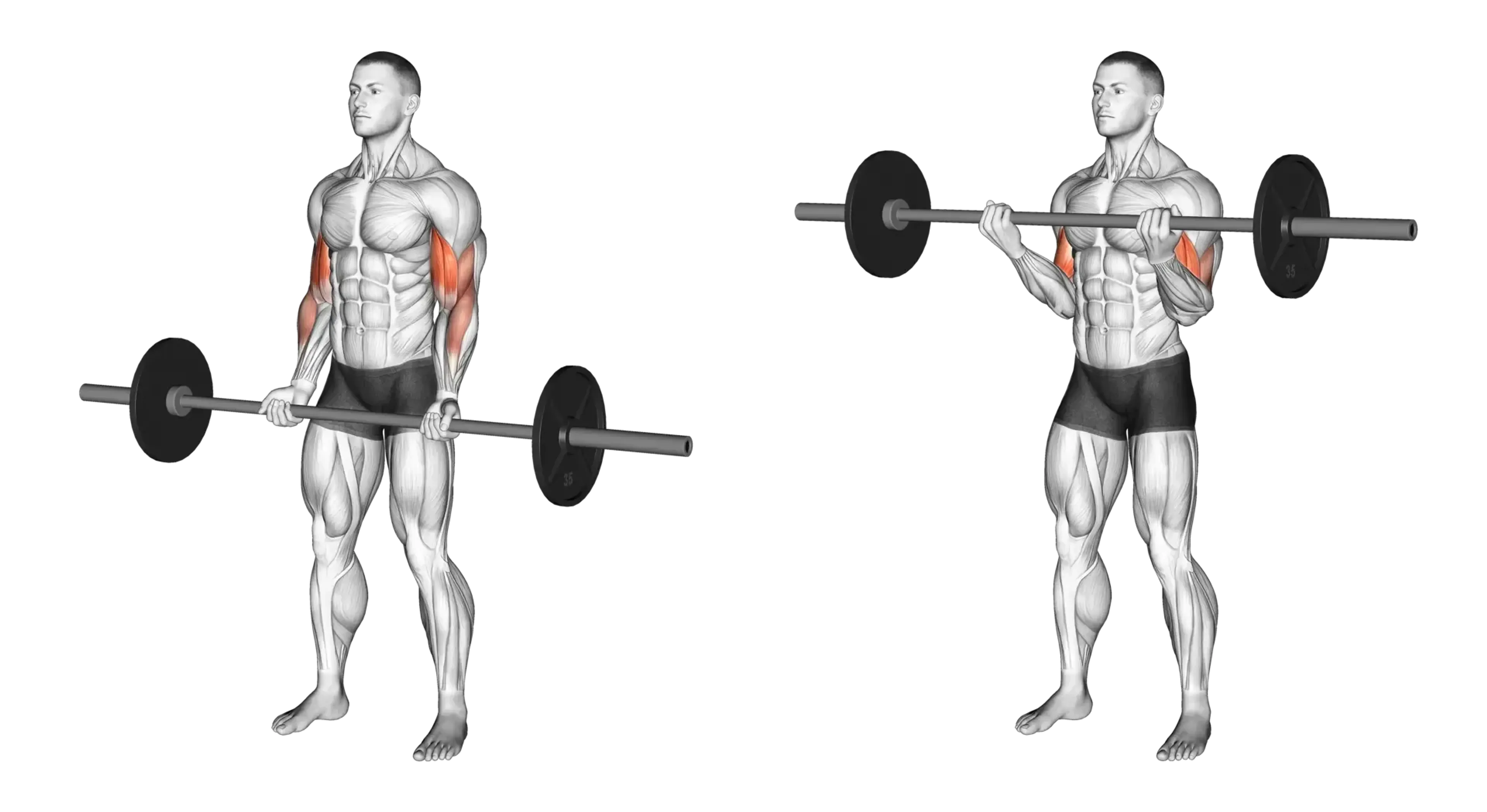 Barbell Curl