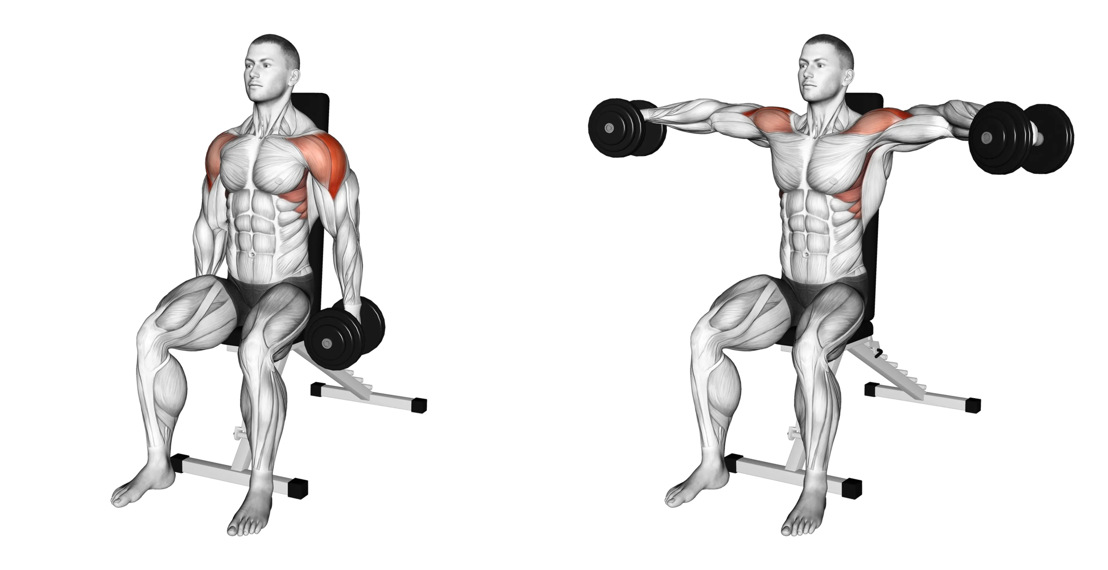 Dumbbell Seated Lateral Raise