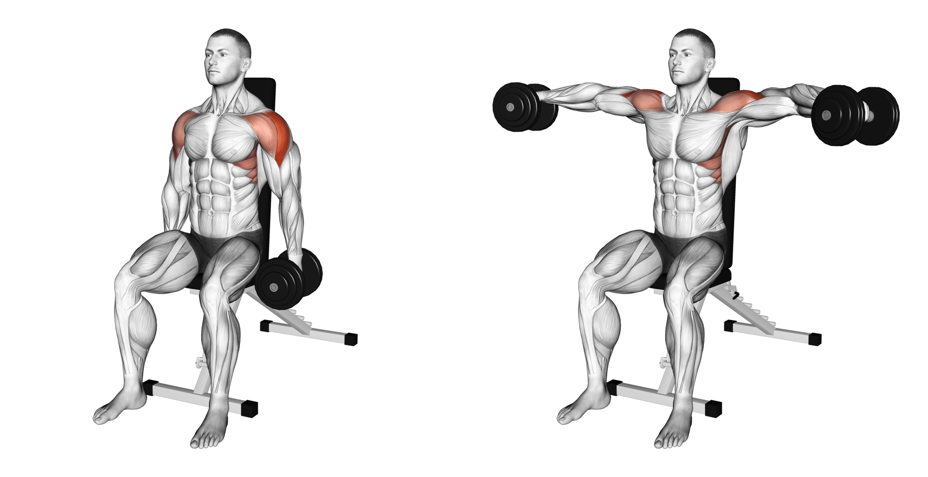 Dumbbell Seated Lateral Raise