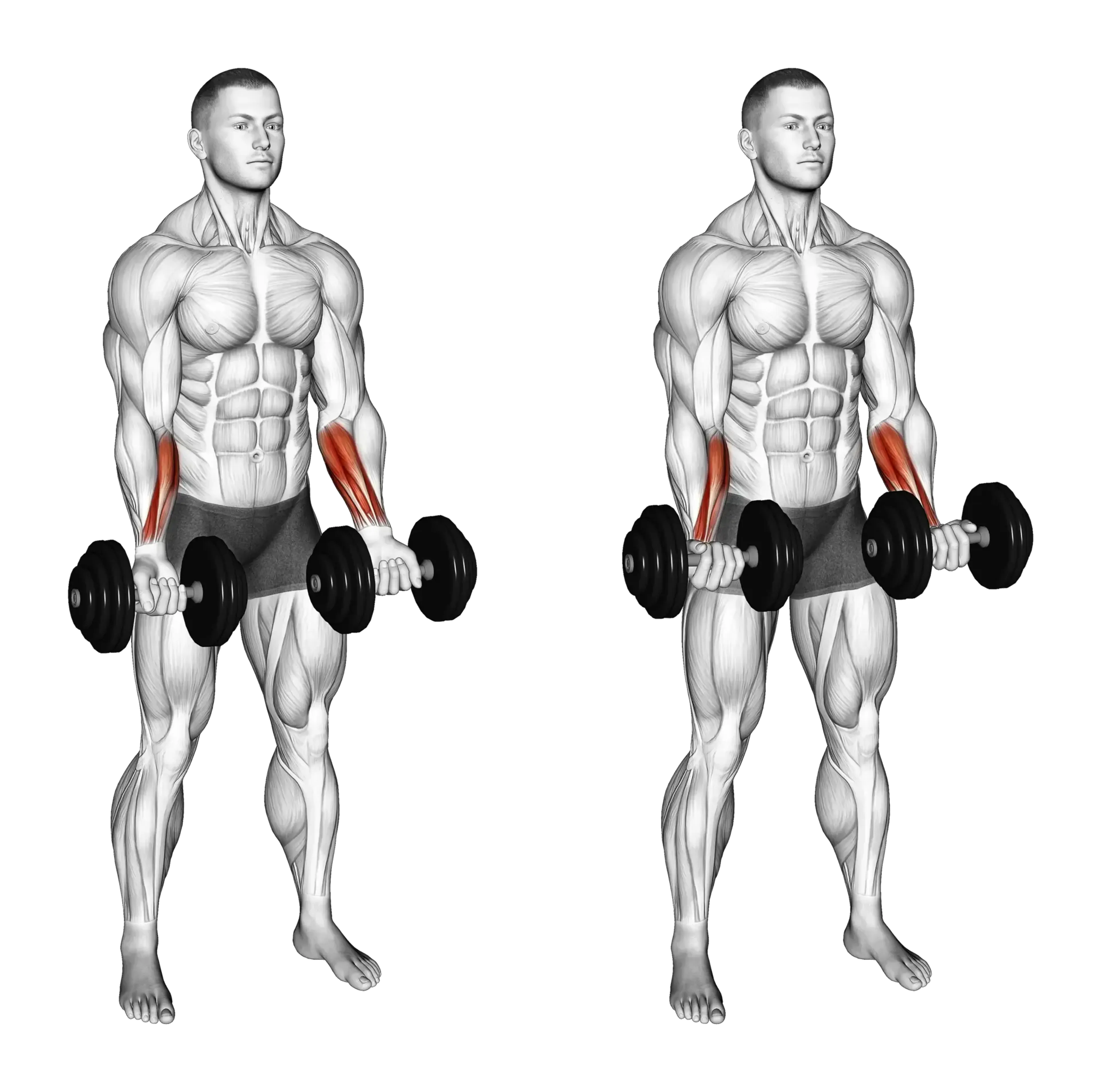 Dumbbell Standing Wrist Curl
