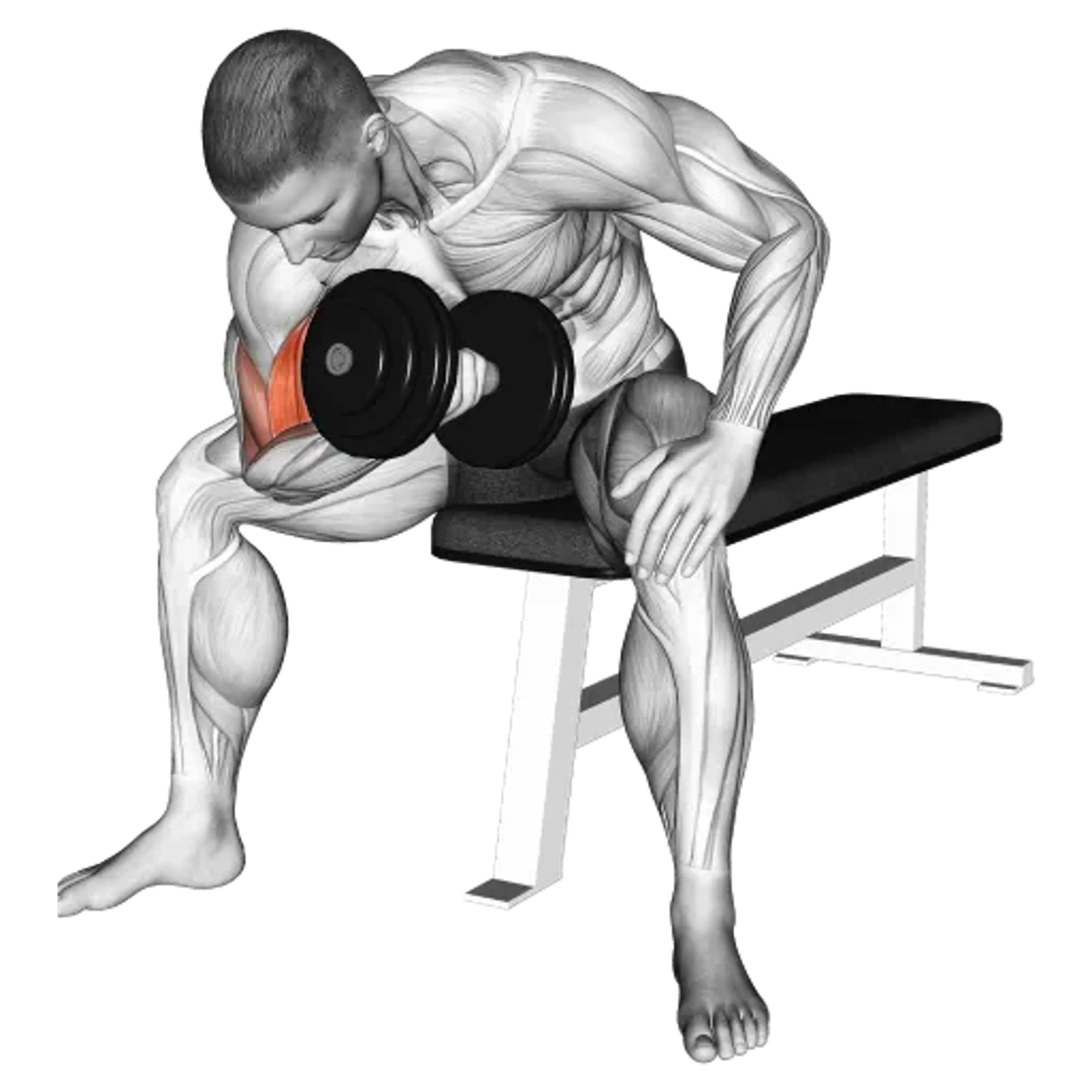 Dumbbell Concentration Curl